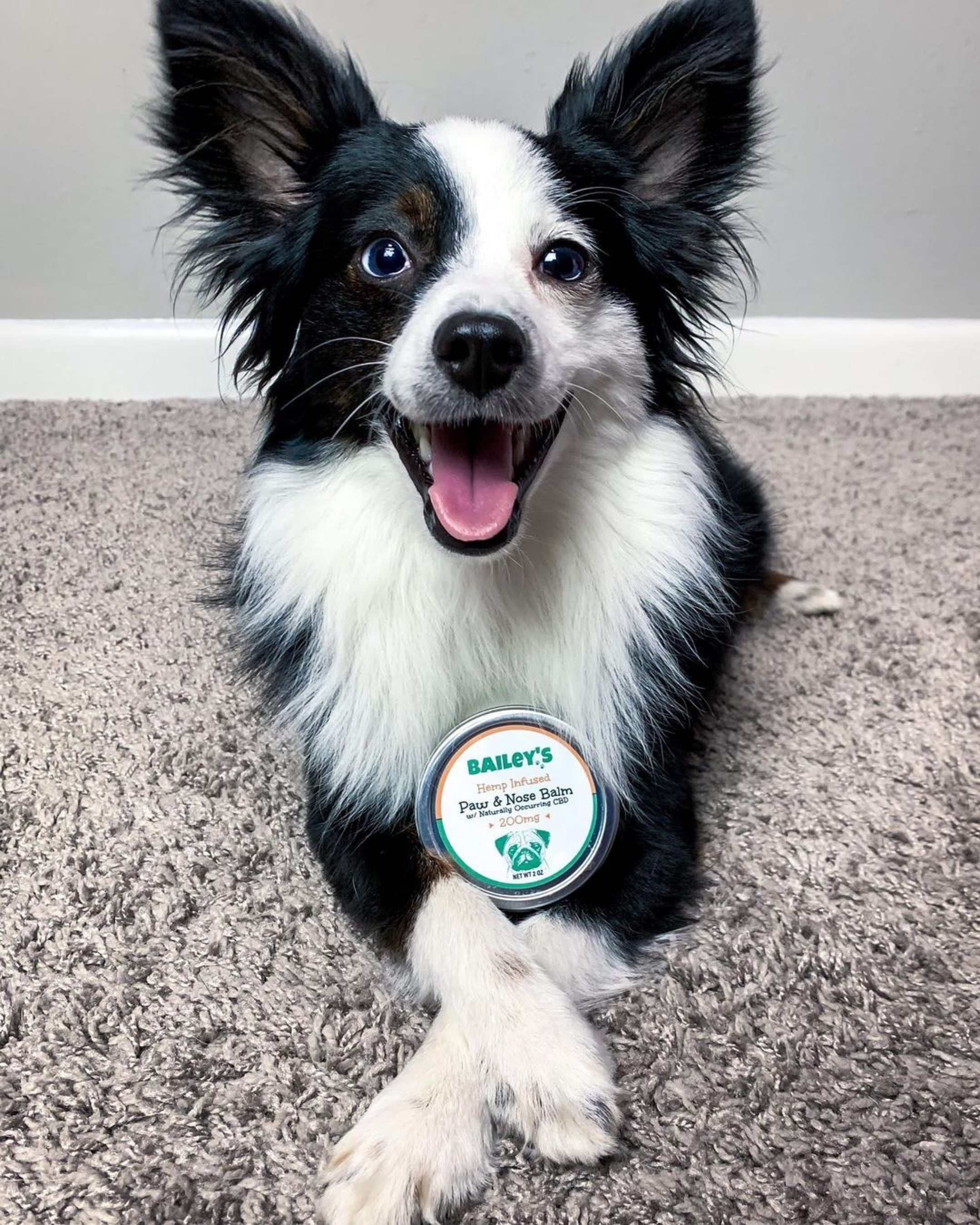 犬猫用肉球クリーム（CBD50mg/14g）- 無味無臭 - | baileyscbd