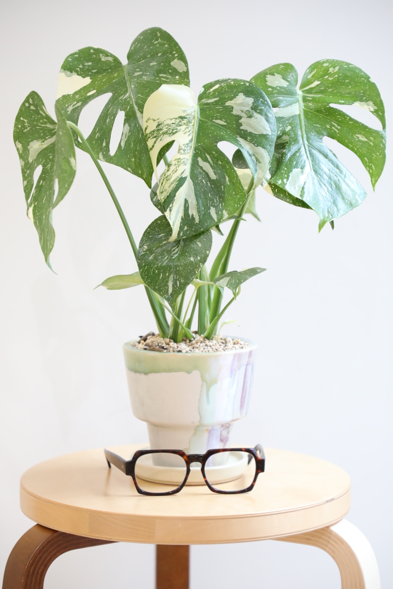 【M】モンステラ タイコンステレーション/Monstera deliciosa