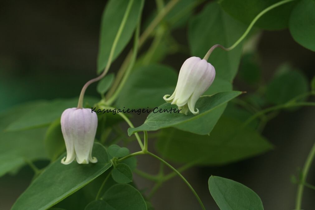 マダム・テルヨ　-'Madame Teruyo'　-ヴィオルナ系　K-10