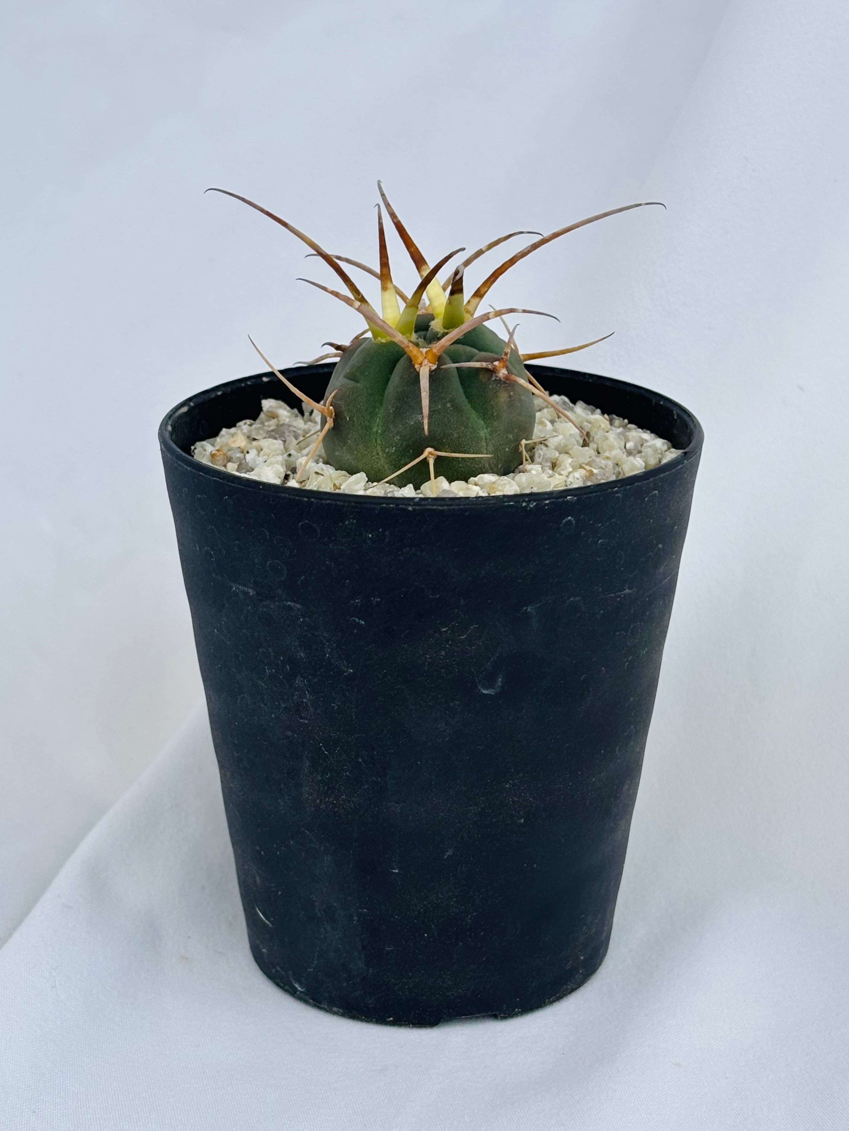 Gymnocalycium cardenasianum ギムノカリキウム 光琳玉 サボテン