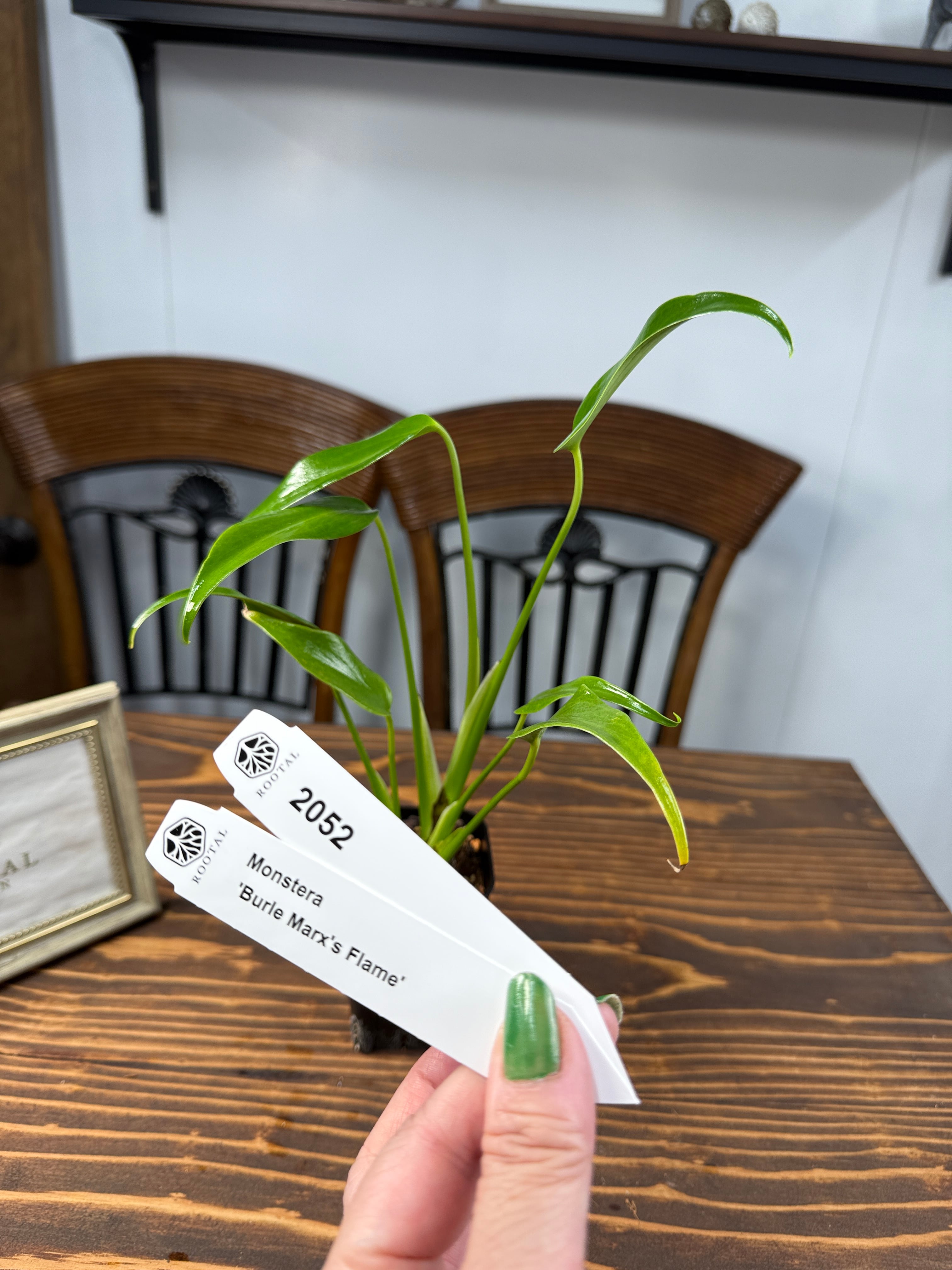 ★2052【堂々たる株元】モンステラ バールマルクスフレーム若苗(2.5ロング硬質ポット)