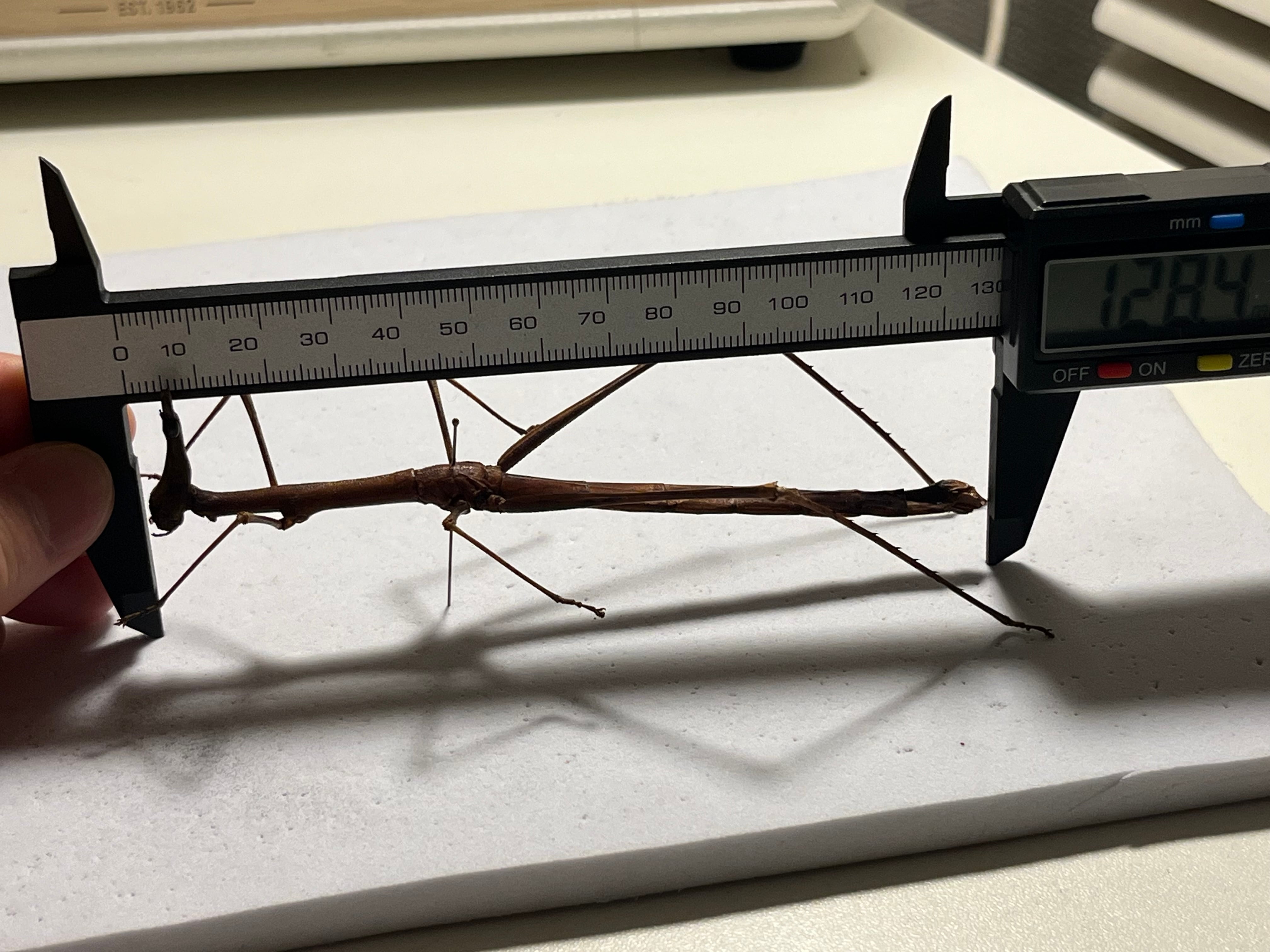 128mm】ザ草食動物の優しそうな顔をしたオウサマボウバッタ 標本 直