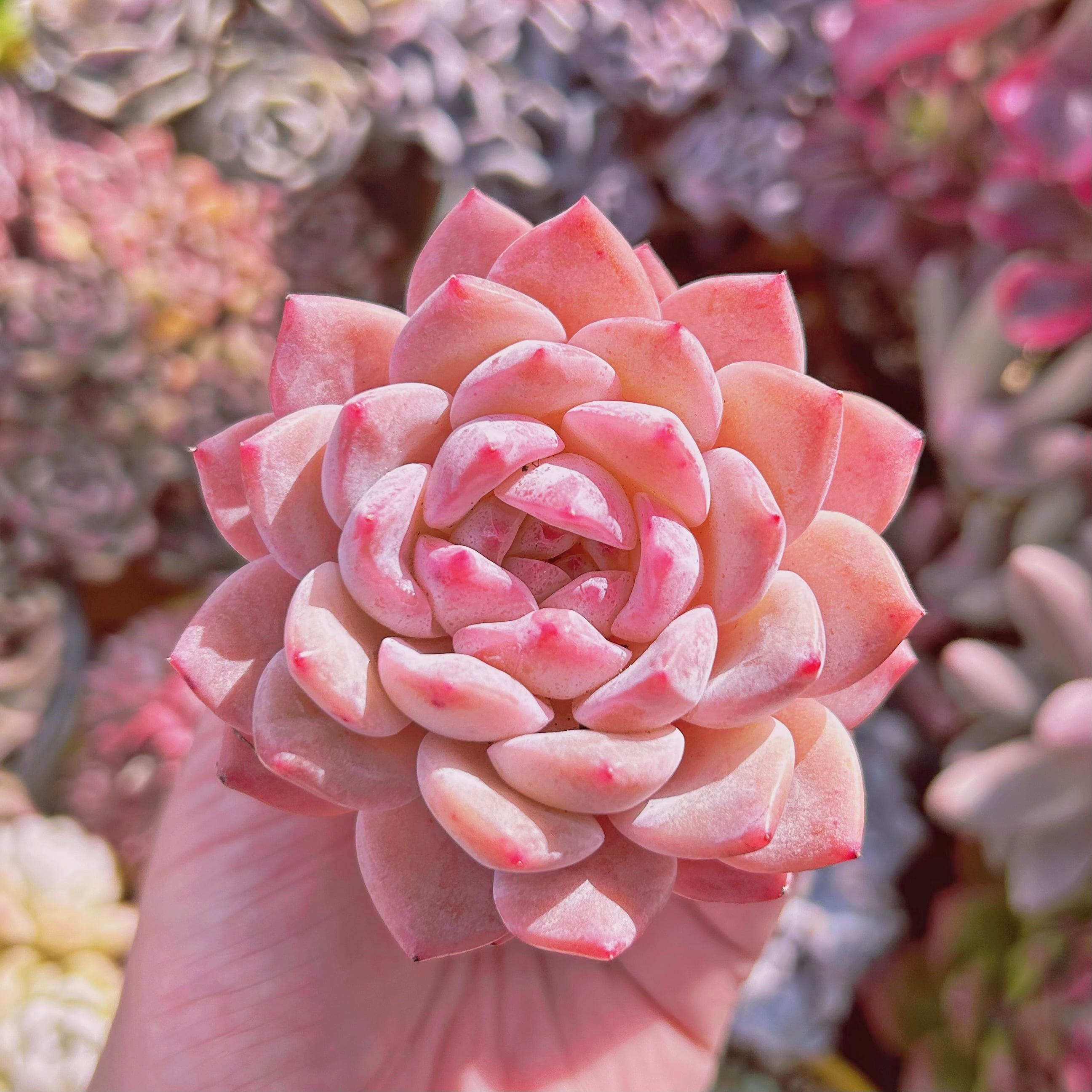 24株 X112-2 多肉植物 エケベリア 糖酒 超美苗 サボテン 観葉植物 花 園芸