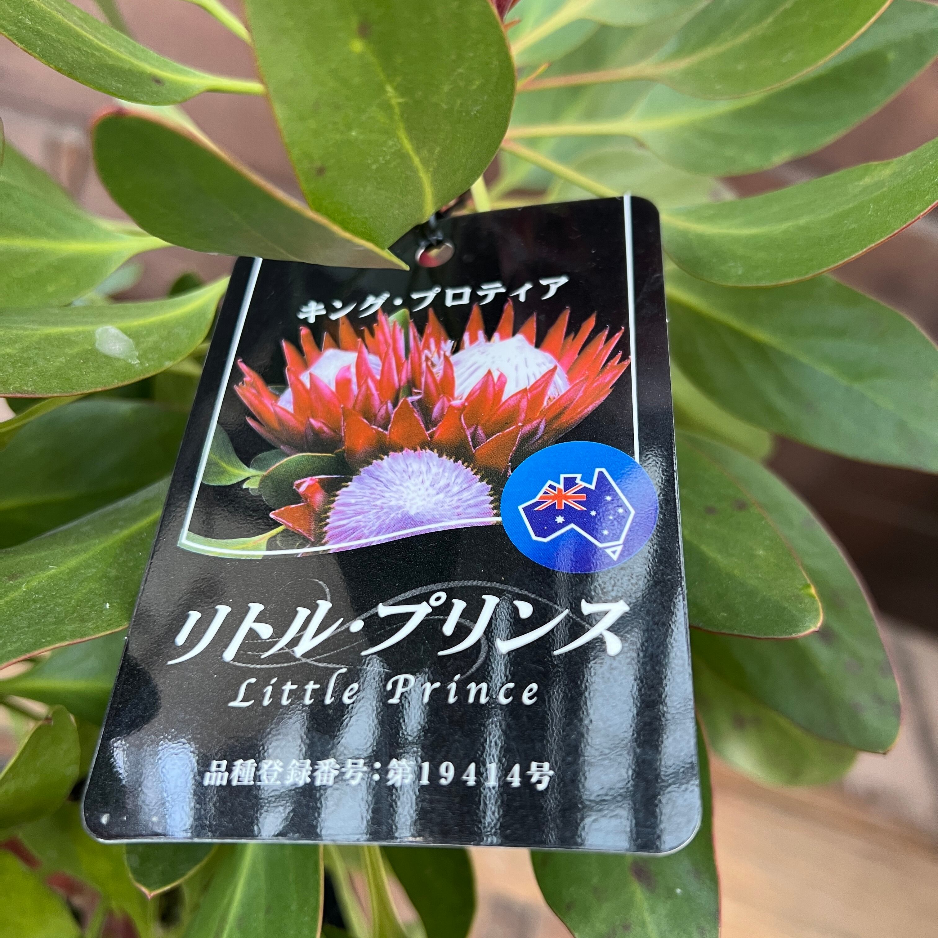 キングプロテア リトルプリンス⑤ | 沼ノ上農園
