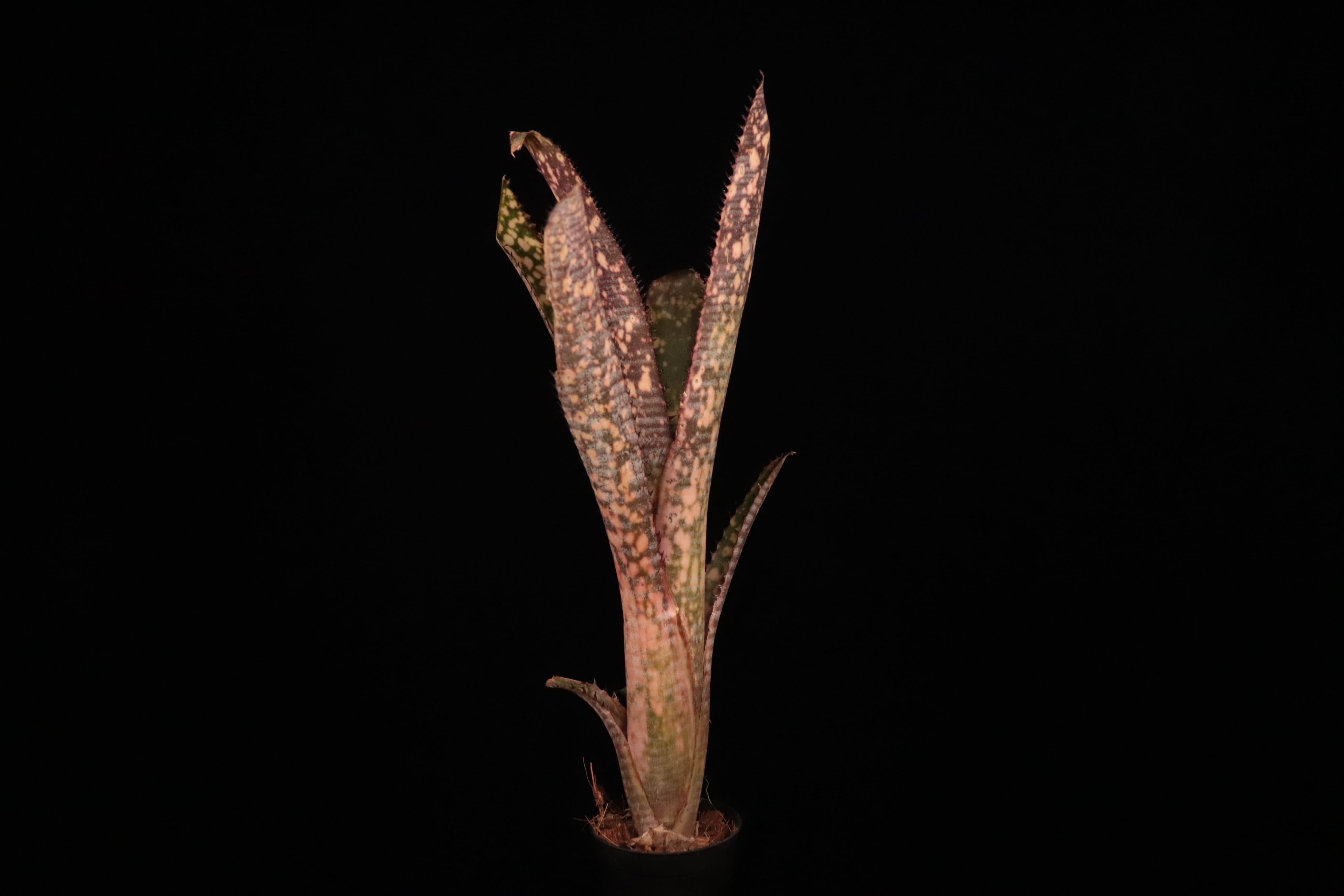 送料無料】Billbergia 'Kolan Offspring'〔ビルベルギア〕現品発送