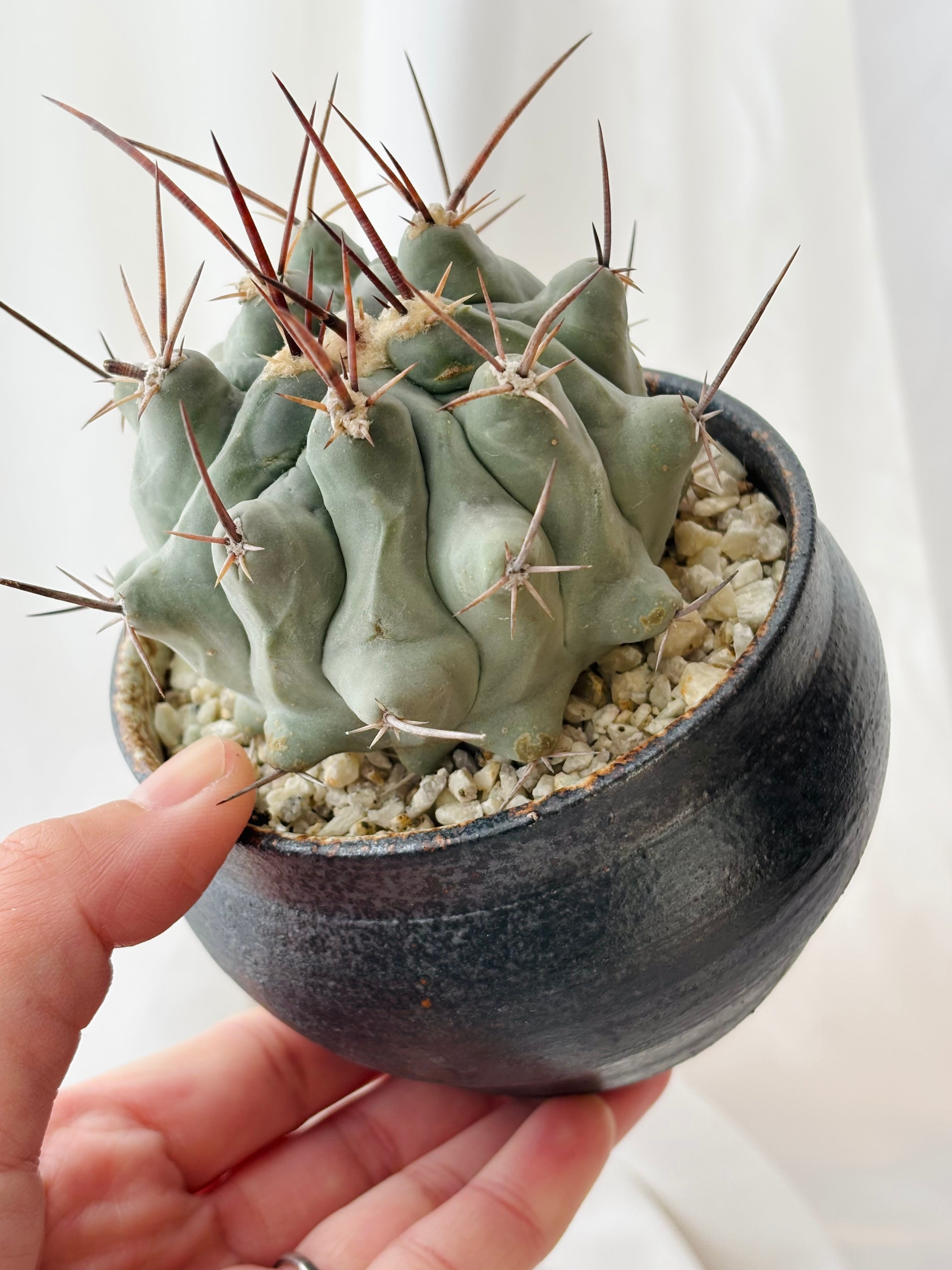 Thelocactus nidulans テロカクタス 鶴巣丸 サボテン | plants MARU