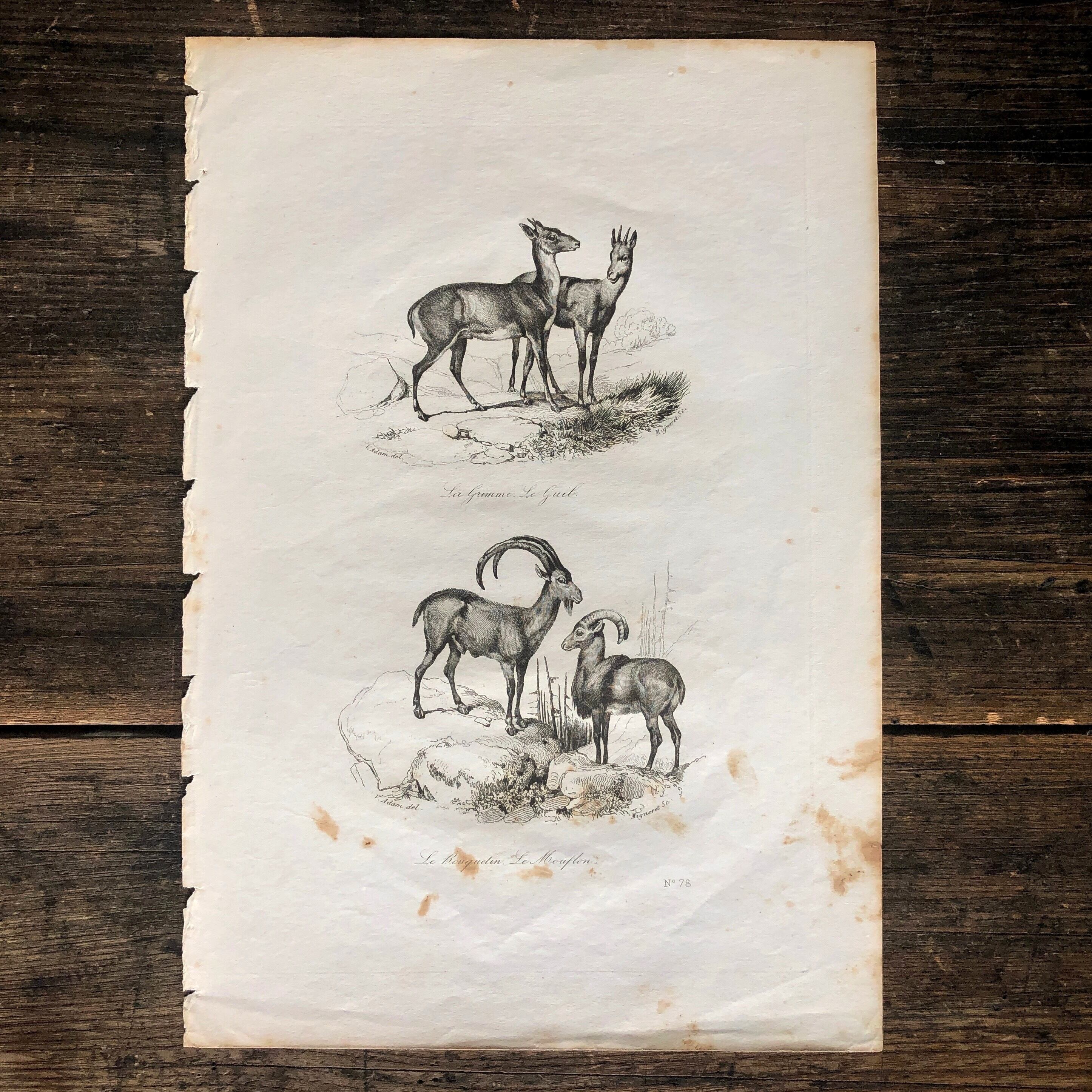 アンティーク銅版画 アンティーク 銅版画