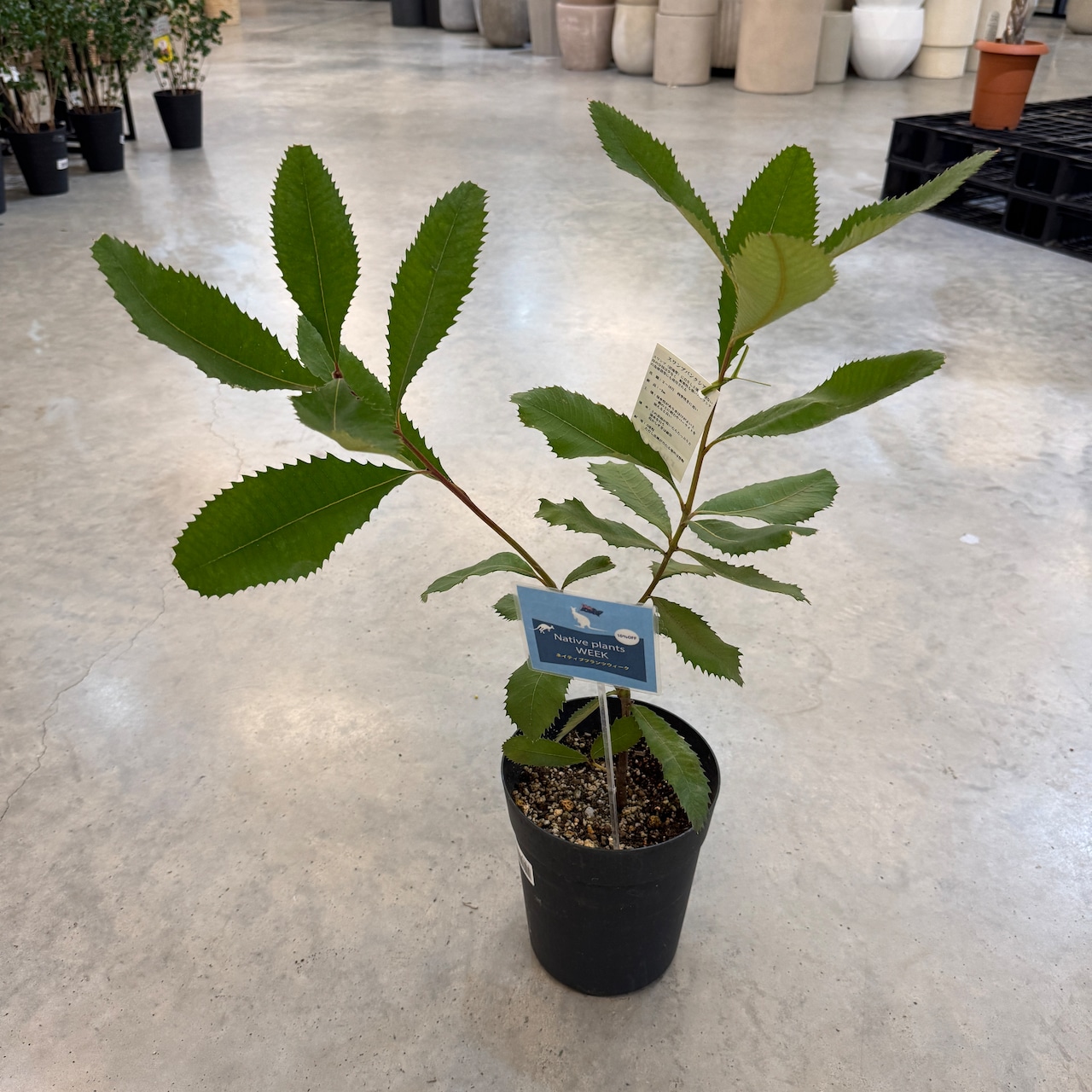 スワンブ バンクシア【576】