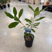 スワンブ バンクシア【576】