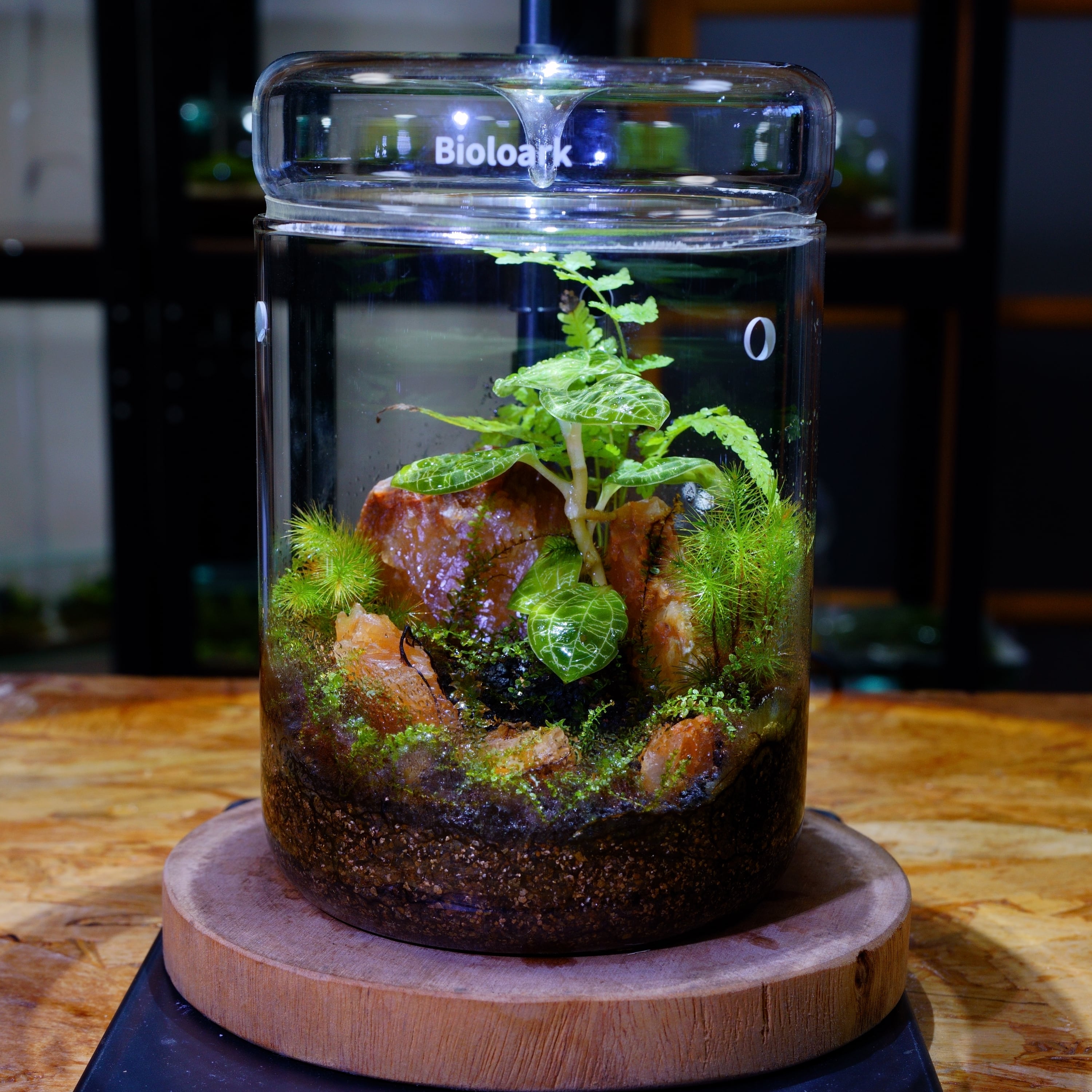 ベゴニアの苔テラリウム:完成品