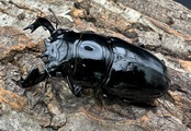 《タランドゥスオオツヤクワガタ 76.5mm ペア》