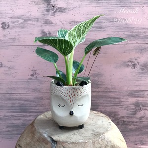 観葉植物　フィロデンドロンバーキン