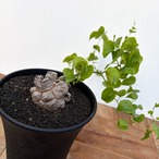 Dioscorea elephantipes【ディオスコレア・亀甲竜】