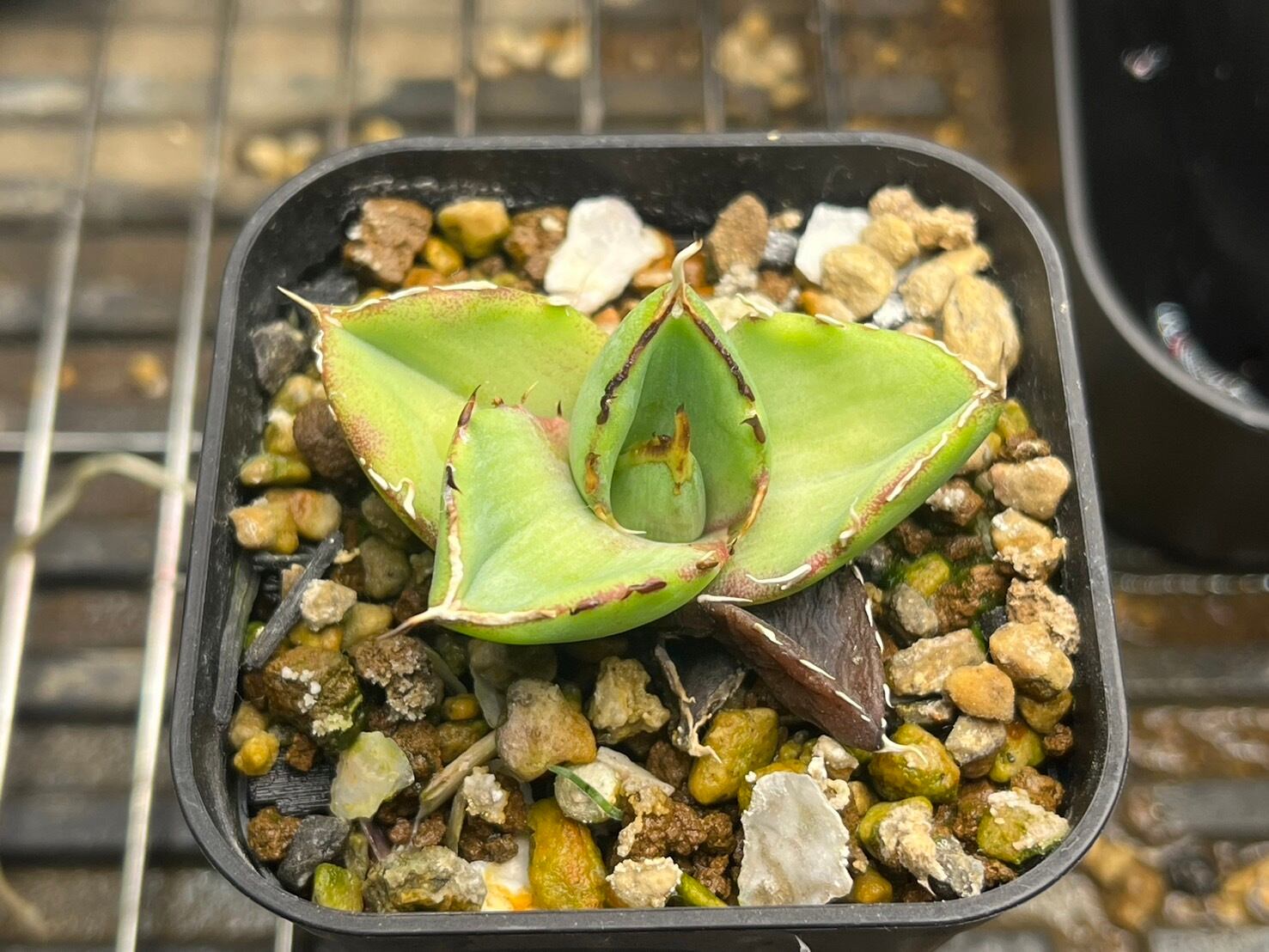 【 2 】oteroi seedling ②