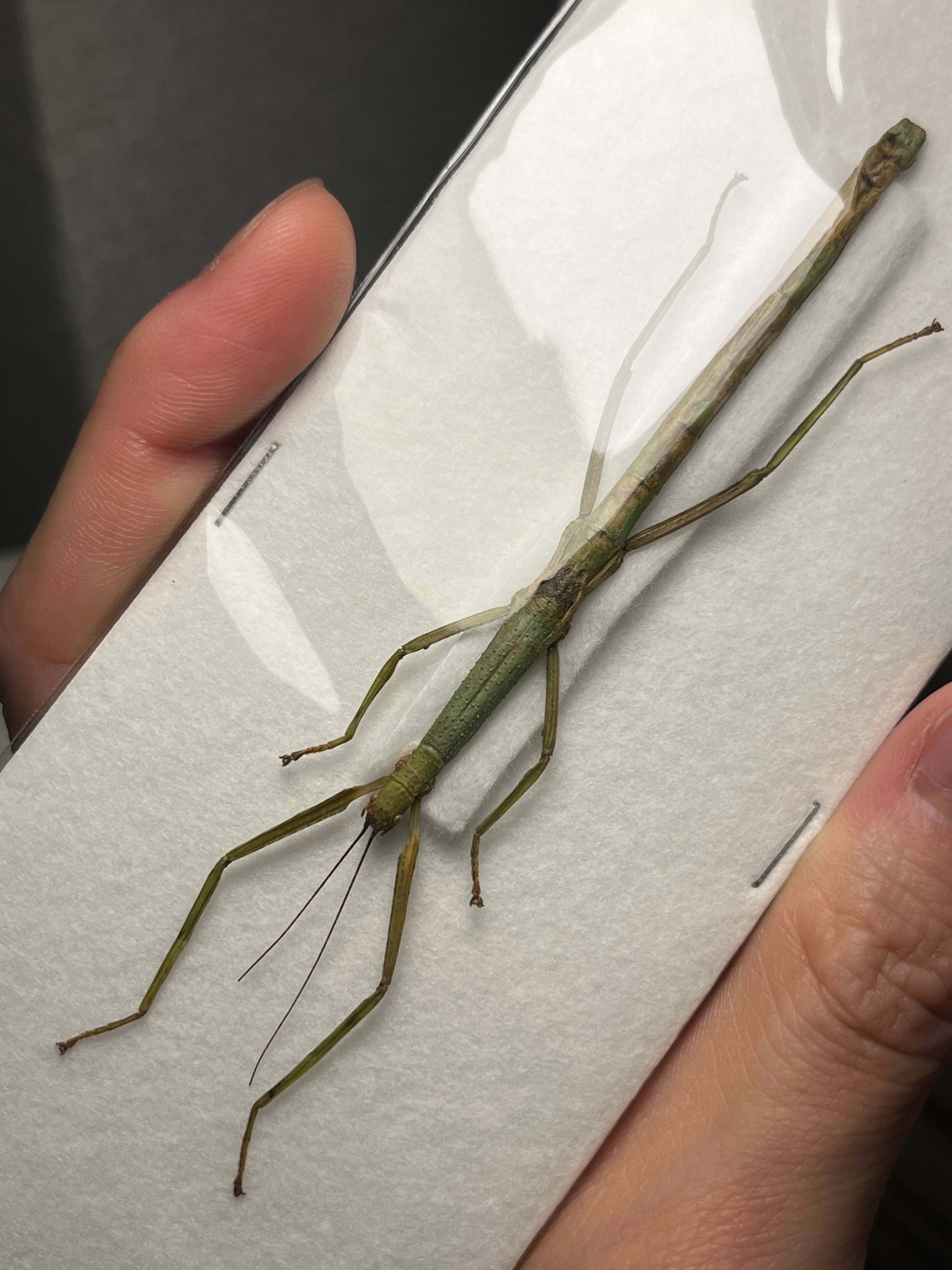ナナフシの一種 バッタ 標本 直翅類 カマキリマンティス コロギス