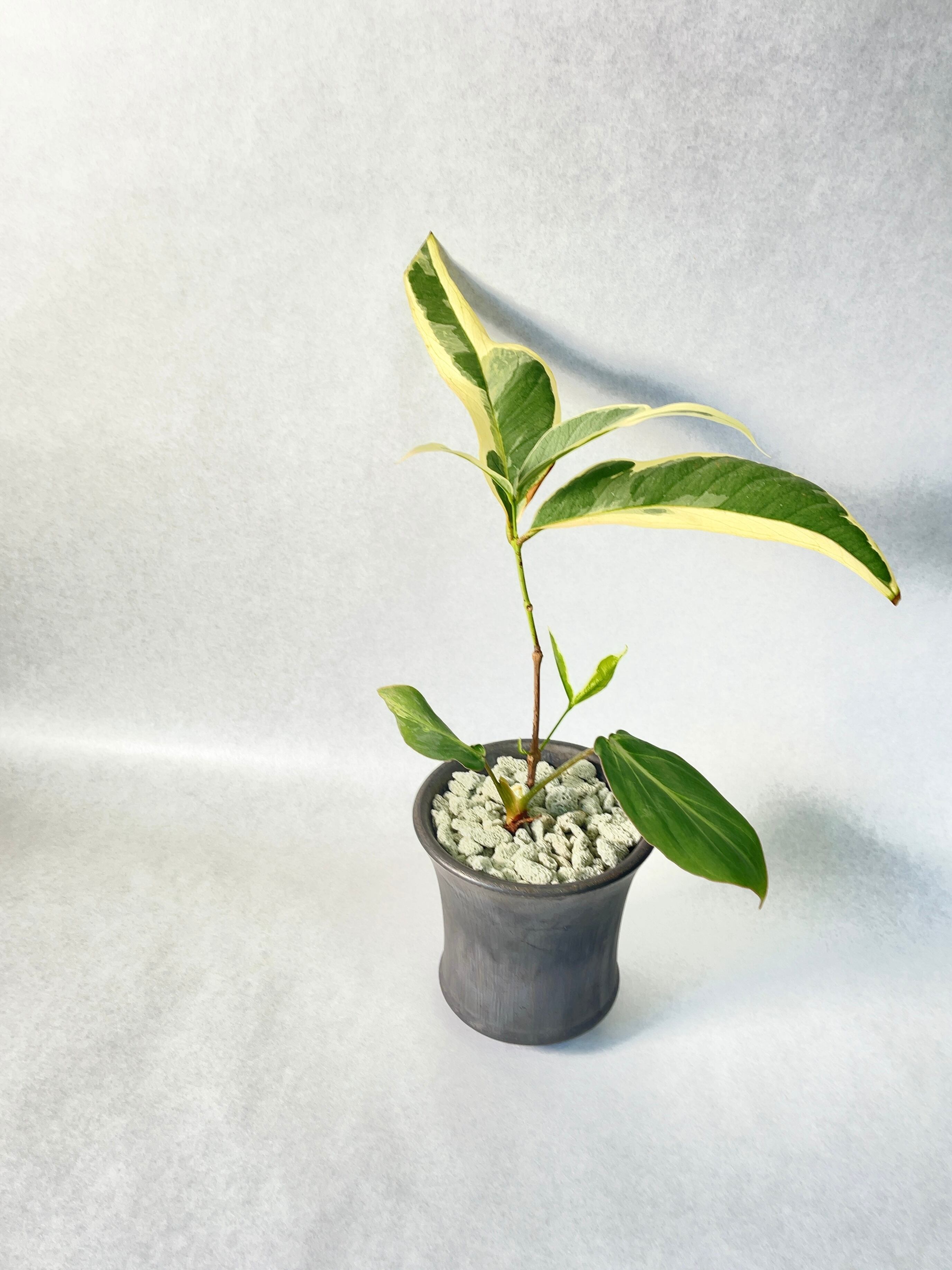 花宇宙×trigger】植栽H | trigger