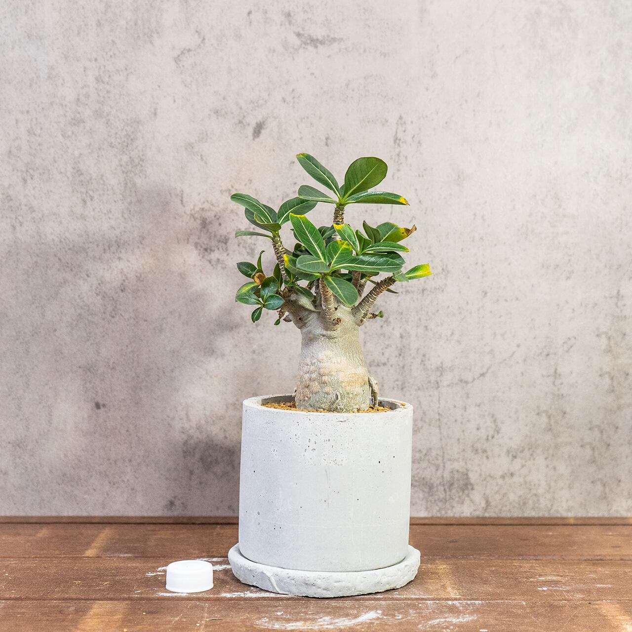 アデニウム｜すっきり立ち上がる枝と優しい塊根フォルムの一点もの【虫発生抑制／手作りモルタル鉢】