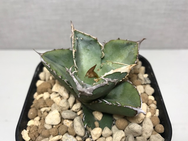 アガベ チタノタ ’鰐亀’（ワニガメ）