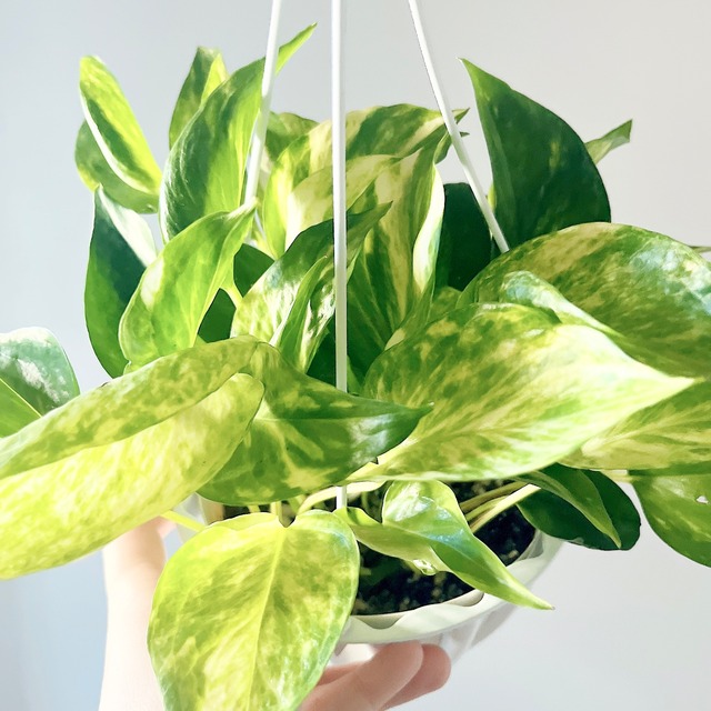 ぷりっとした艶葉 斑入りポトス テルノゴールドジャック 新品種 calm cafe