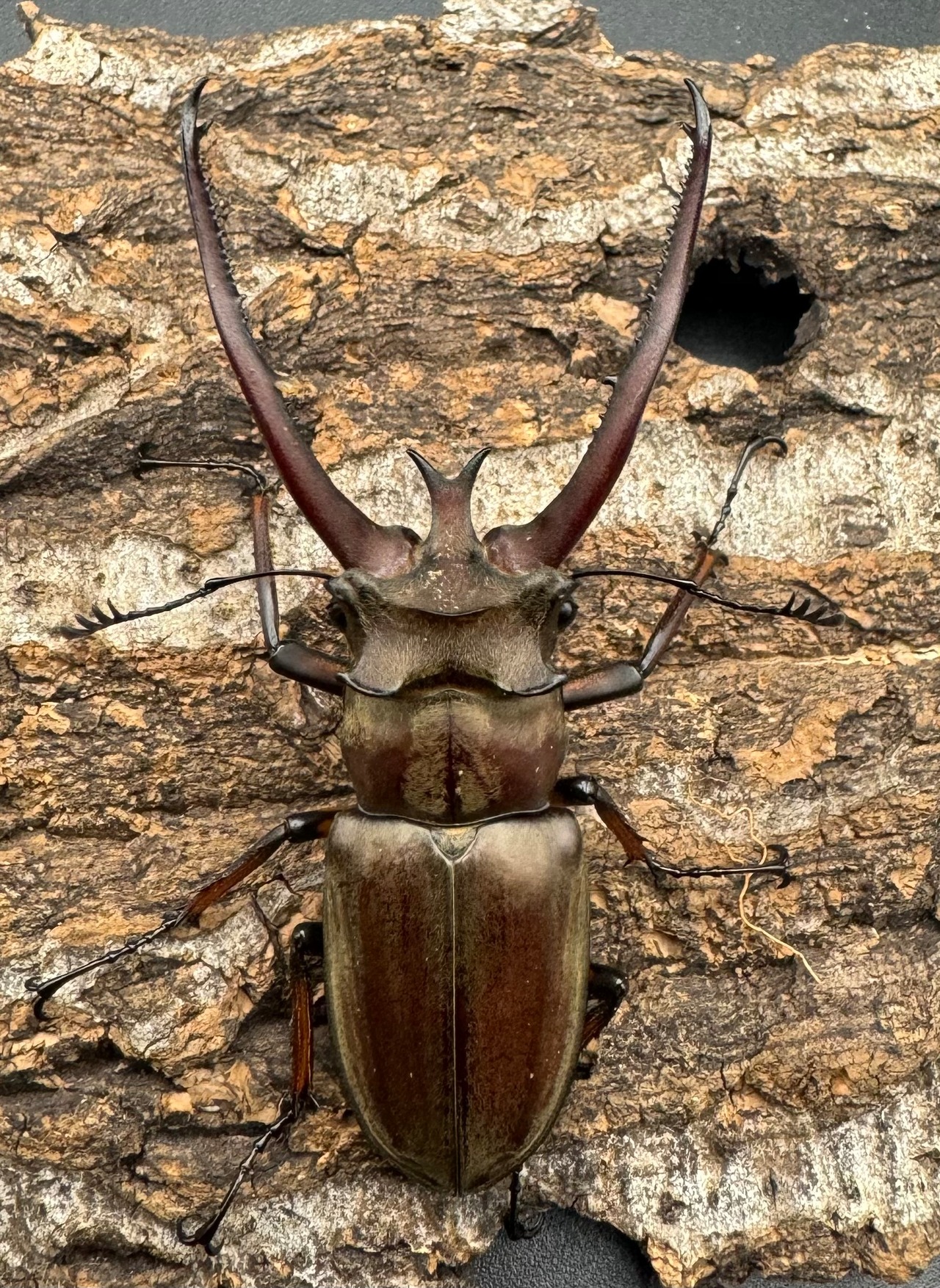 【WD】《プラネットミヤマ 73mm ペア》