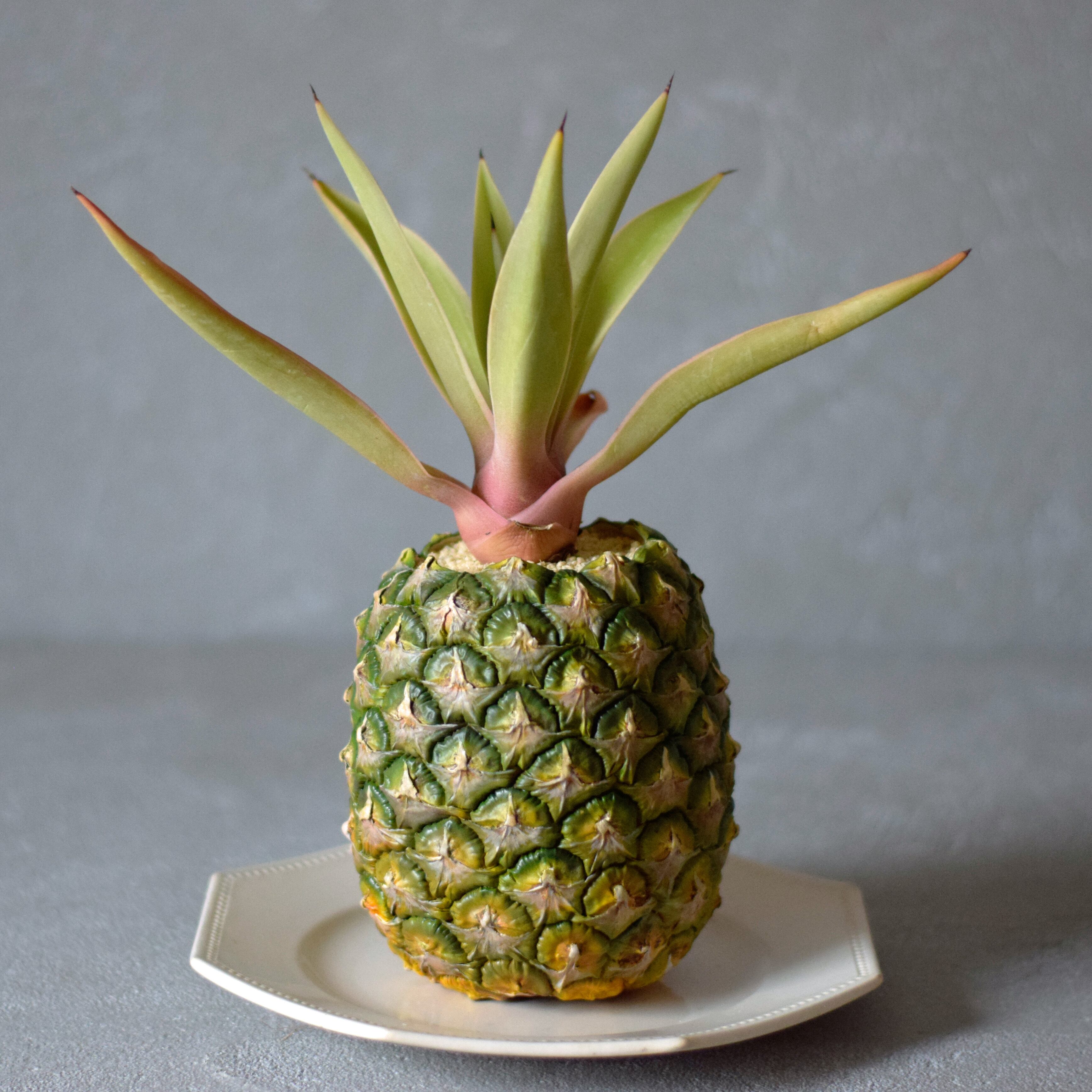 mysterious fruit pot (pineapple) アガベ・ベネズエラ | Sabotensi