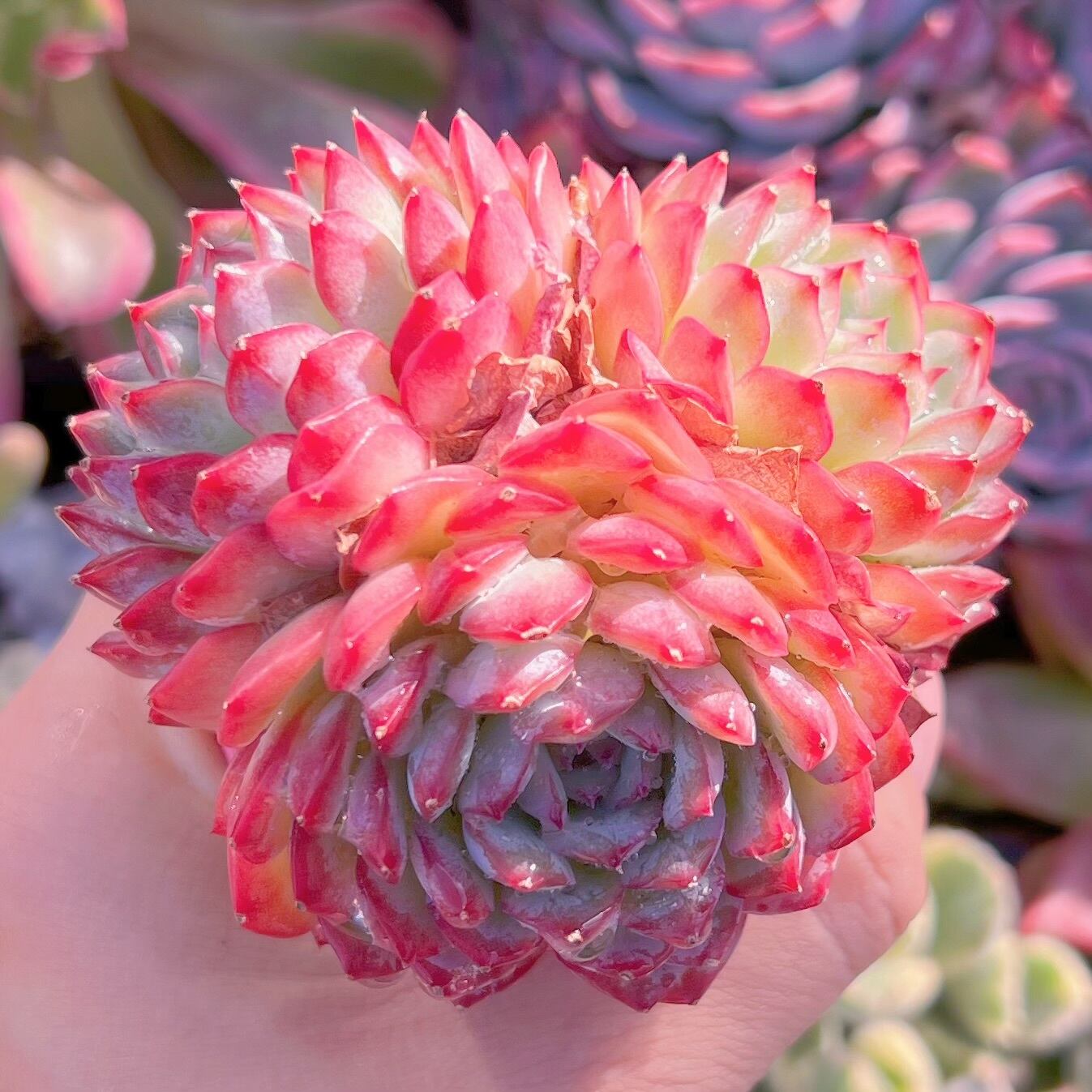 現品　Desert Rose#874　新入荷　るる農園