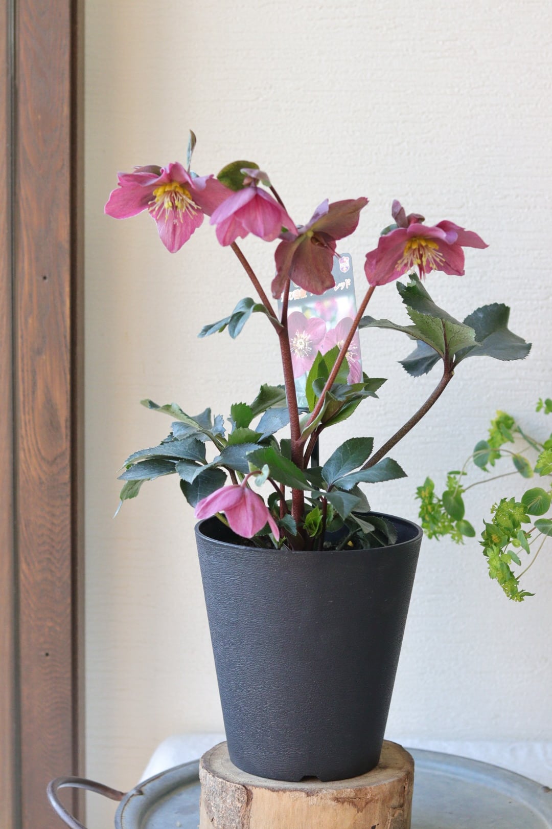 ふわっと枝垂れる❤︎一面の白小花❤︎コデマリ籠寄せ植え | Total