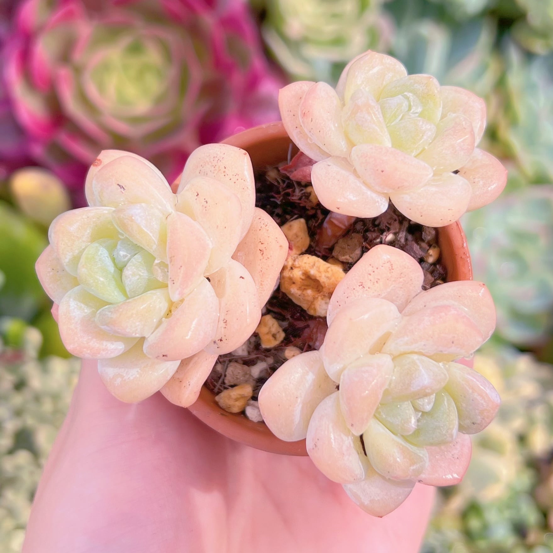 現品　アイスグリーン#1123　るる農園