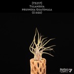 【送料無料】pruinosa Guatemala S〔エアプランツ〕現品発送T5217