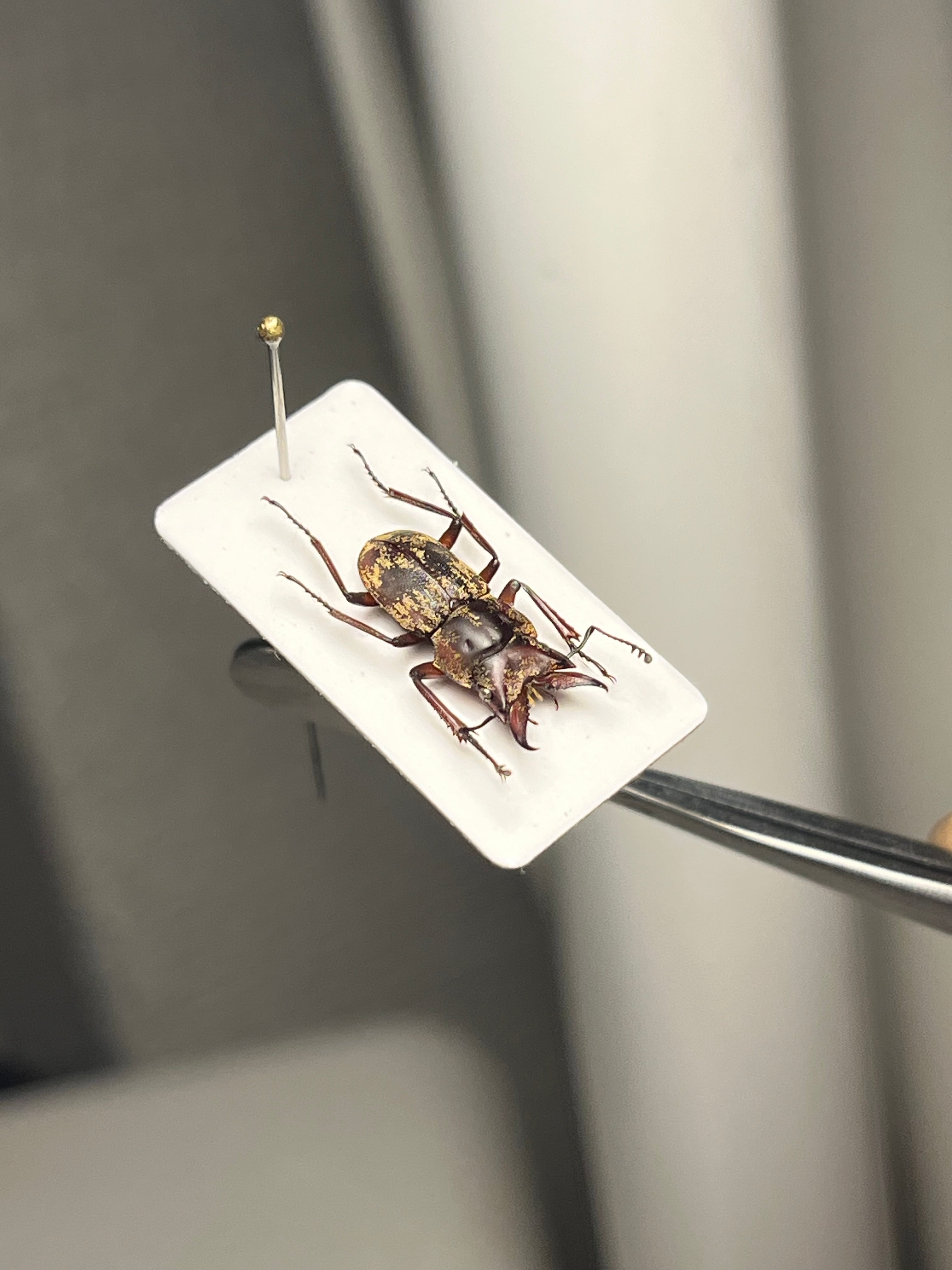 12mm】エンマクワガタの一種 標本Auxicerus インカクワガタ チュウ