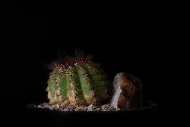 Habitat Style Parodia ottonis 青王丸