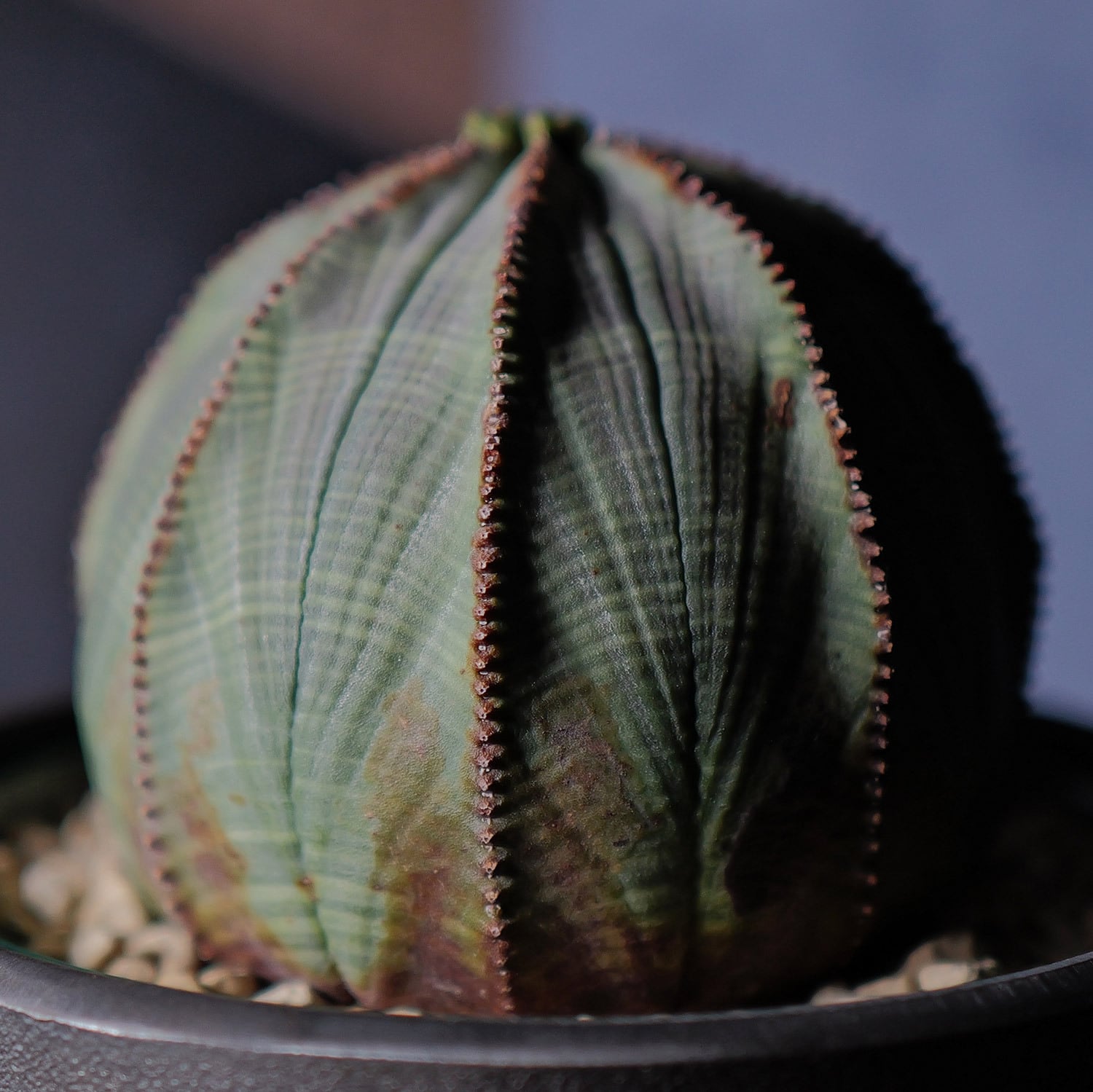 新着株 | LIGHTHOUSE.PLANTS - 海外実生株のオベサなど輸入植物を販売