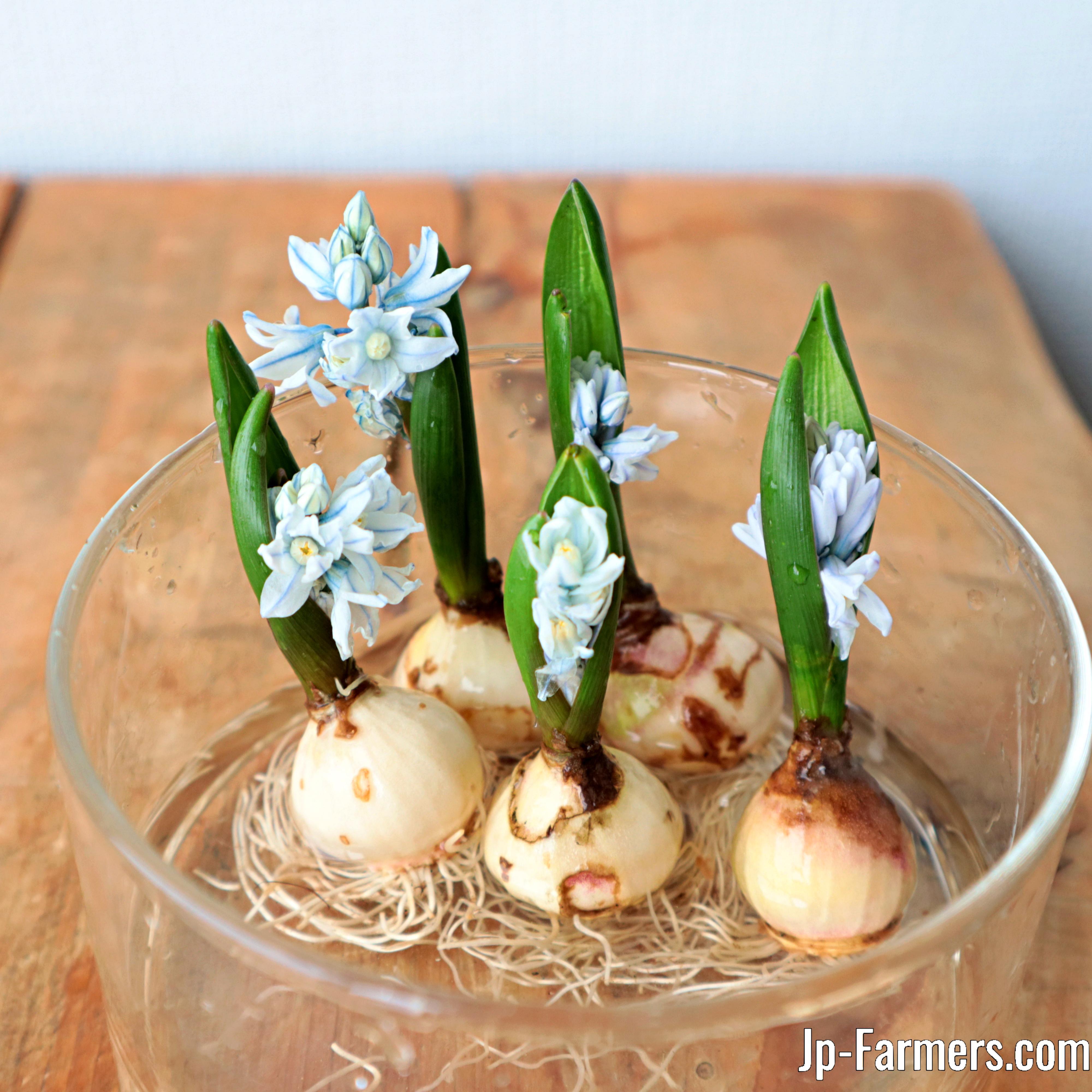 歴史ある産地！JA高岡農協 球根付きプスキニア リバノティカ 5本（5球