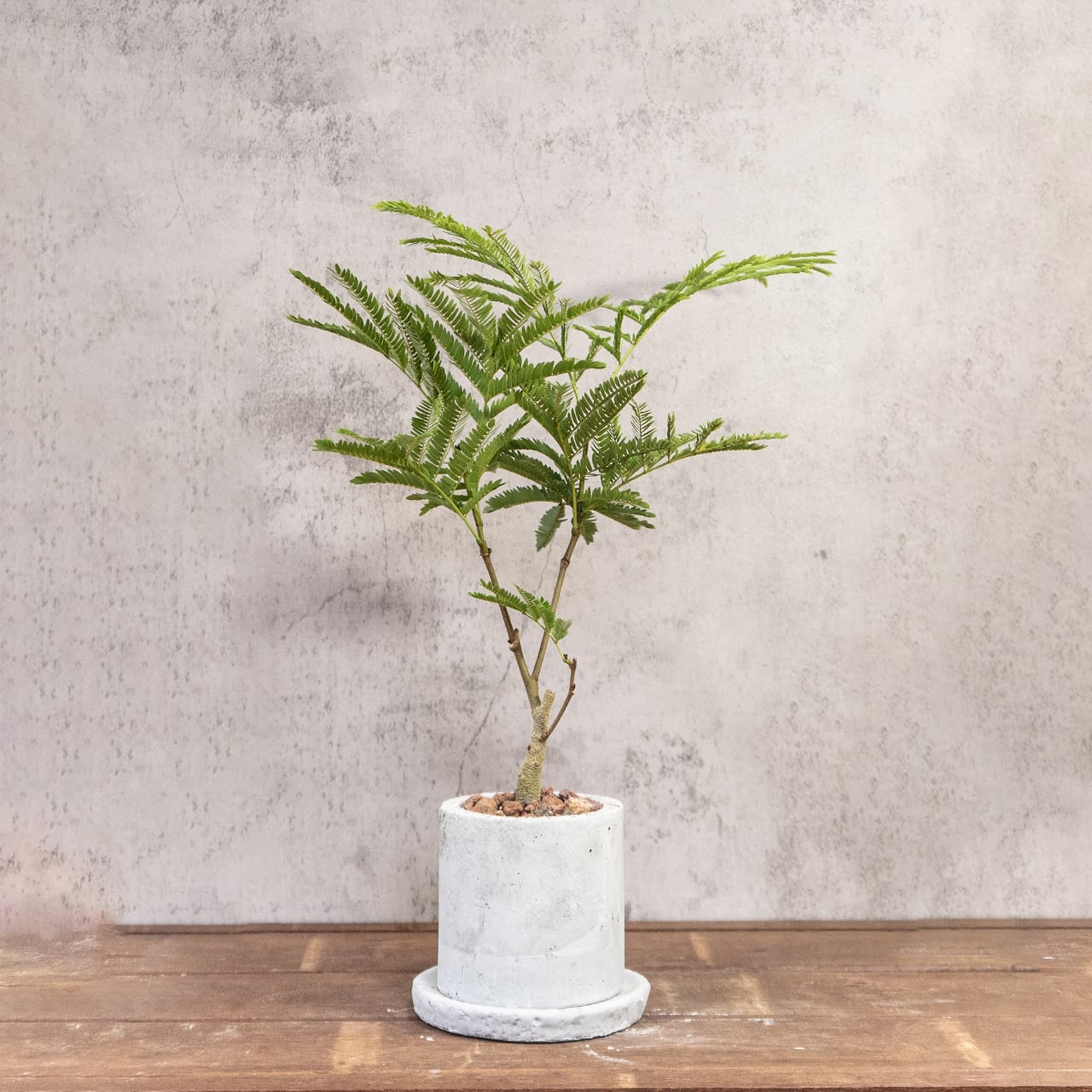 エバーフレッシュ|軽やかな葉が空間に心地よさを添える ナチュラルインテリア【モルタル製自作鉢】