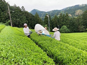 煎茶 息吹　　リーフ40g