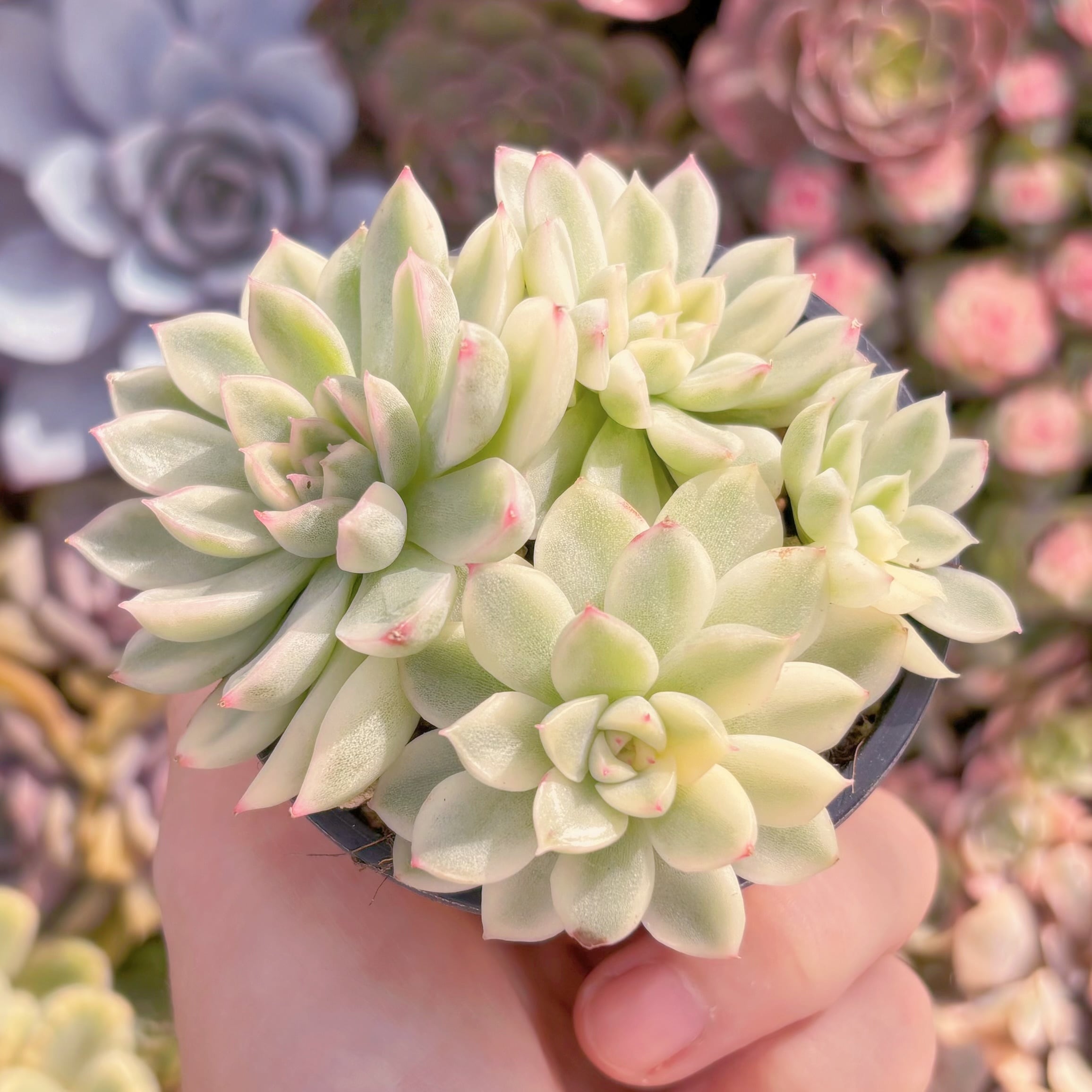 現品　女雛錦#549　るる農園