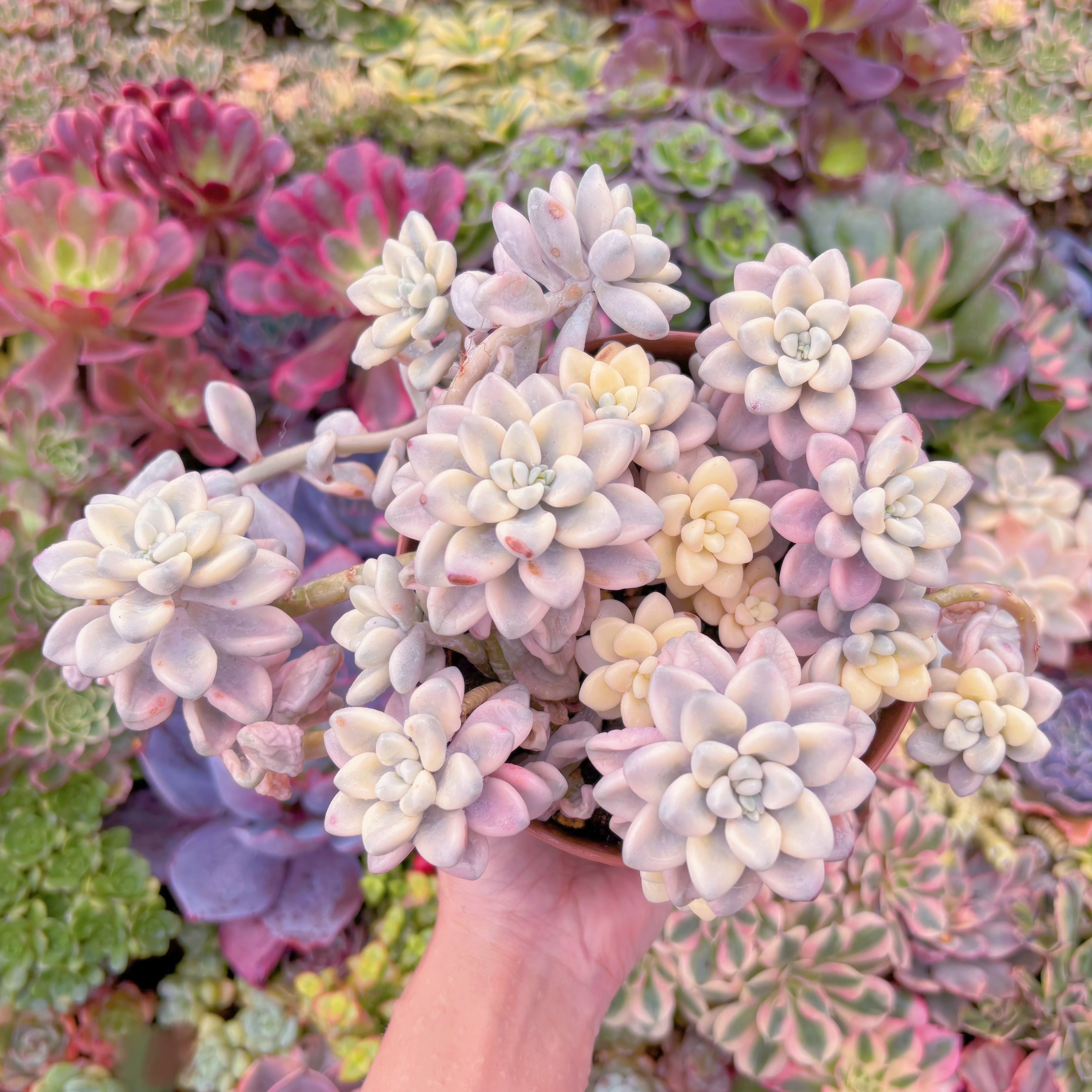 現品　エイレン錦#B10　大群生　在庫僅少　るる農園