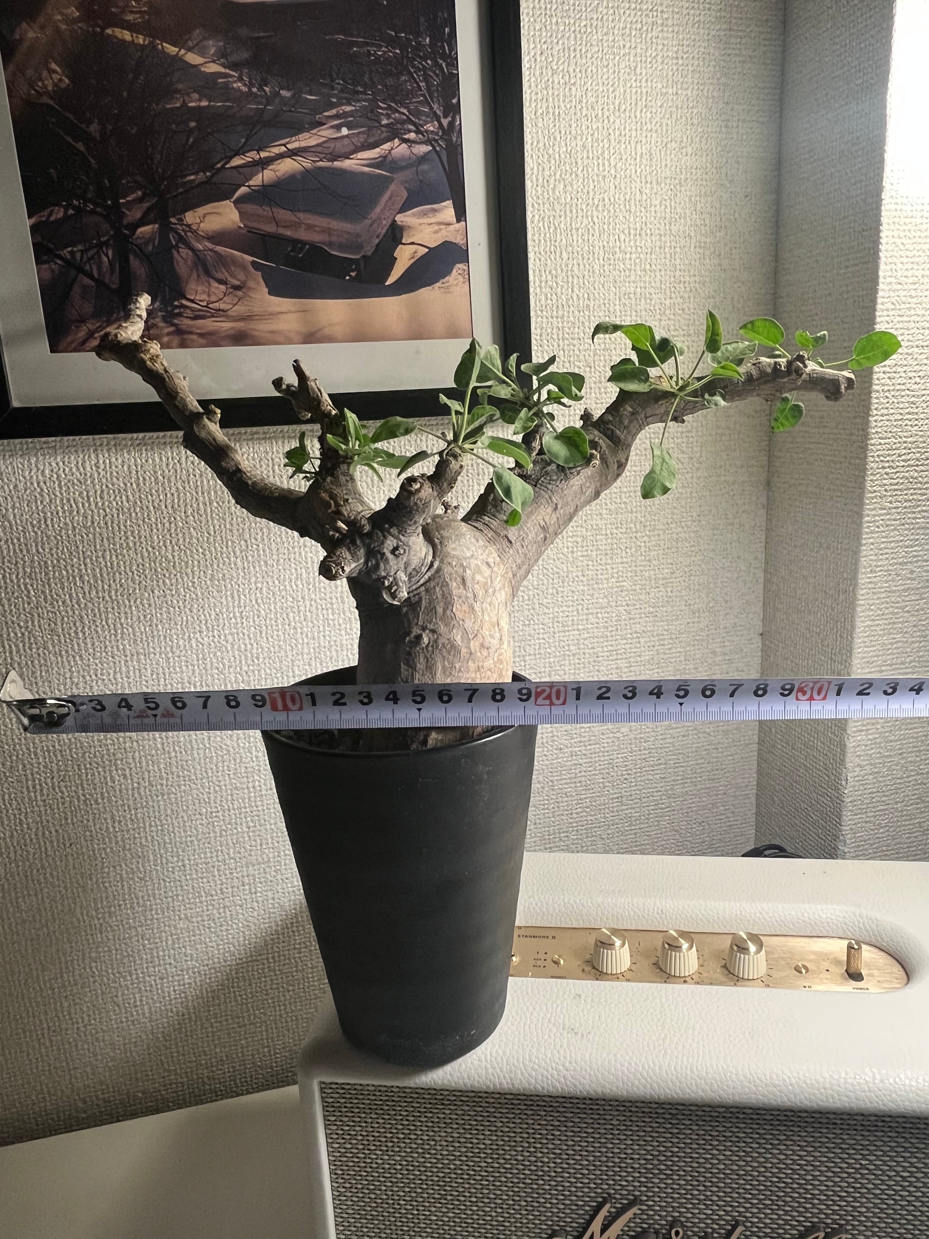 幻ノ灌木】コミフォラ ドレイクブロックマニー 塊根植物 灌木植物