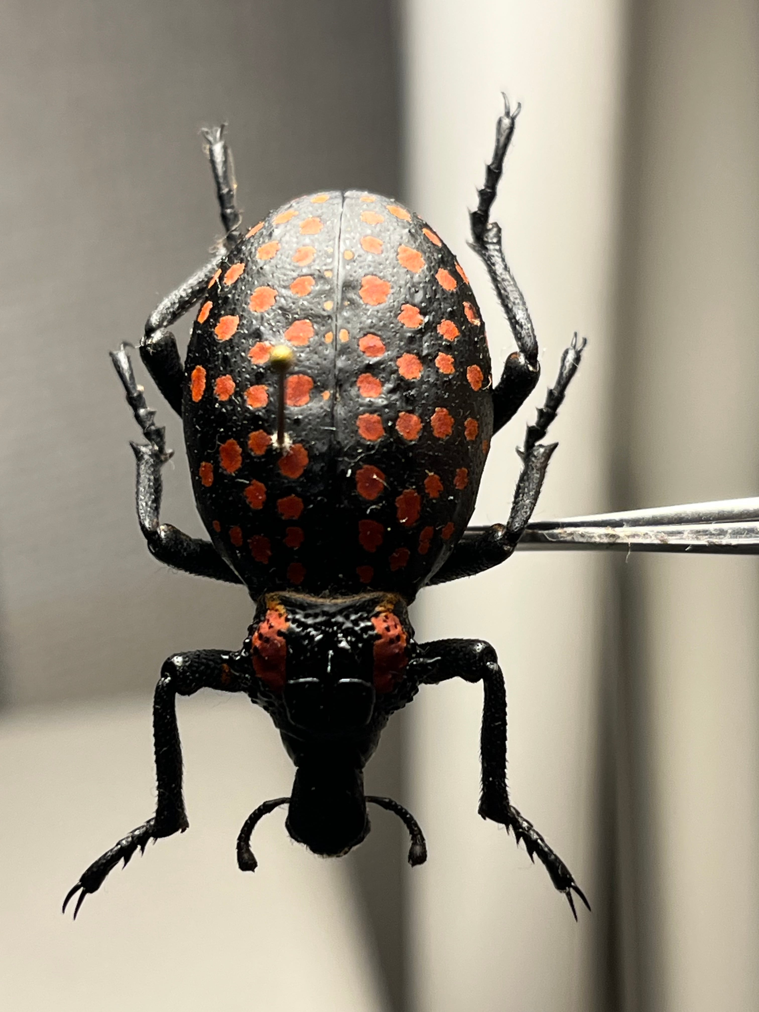 37mm】ベニモンオオタマゾウムシ 標本 Brachycerus apterus タマムシ