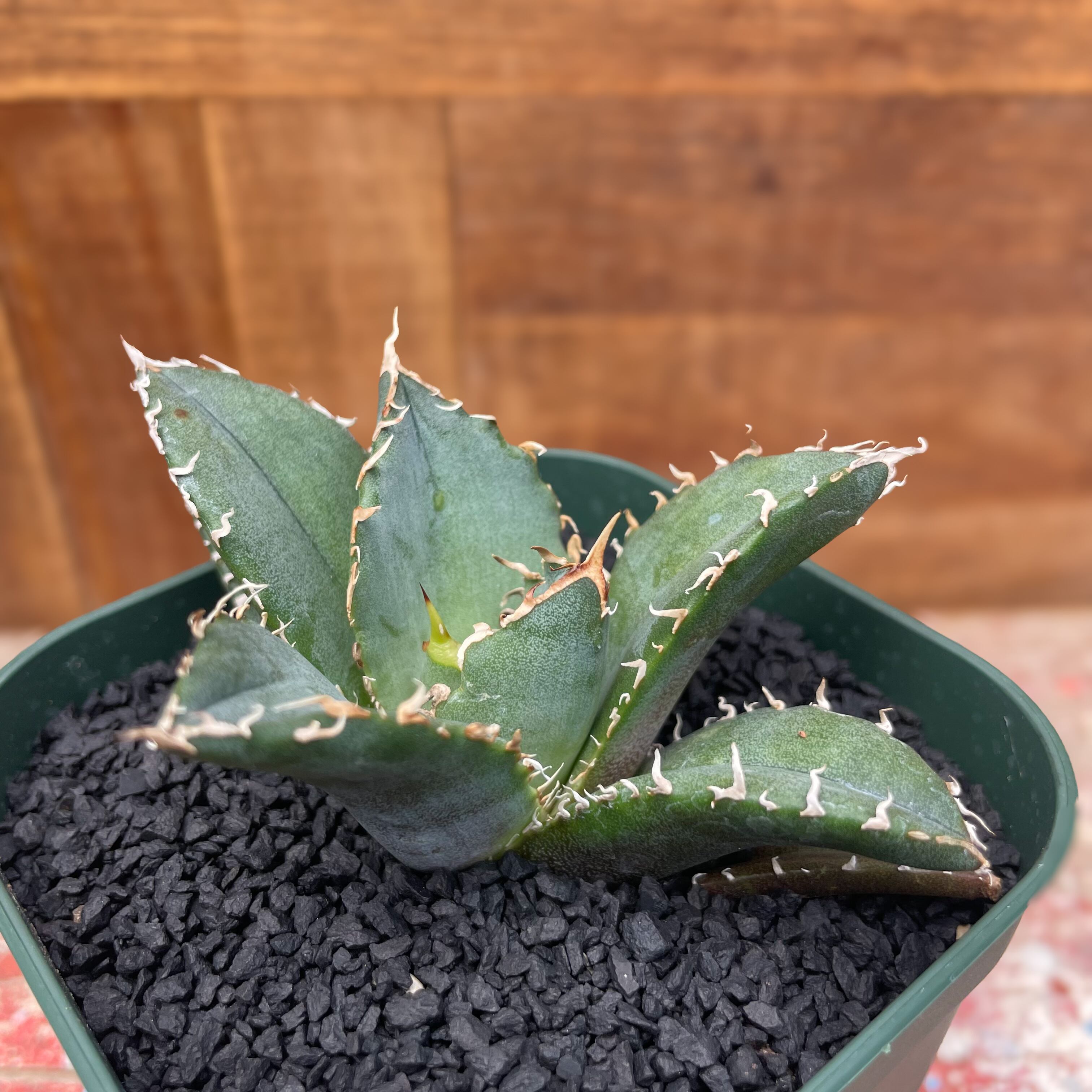 Agave Titanota “White Whale【アガベチタノタ・白鯨】 | RIMO 