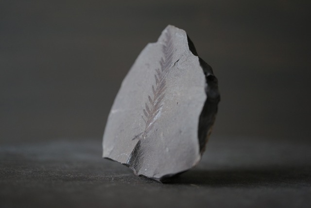 メタセコイア化石 Metasequoia sp. 1005