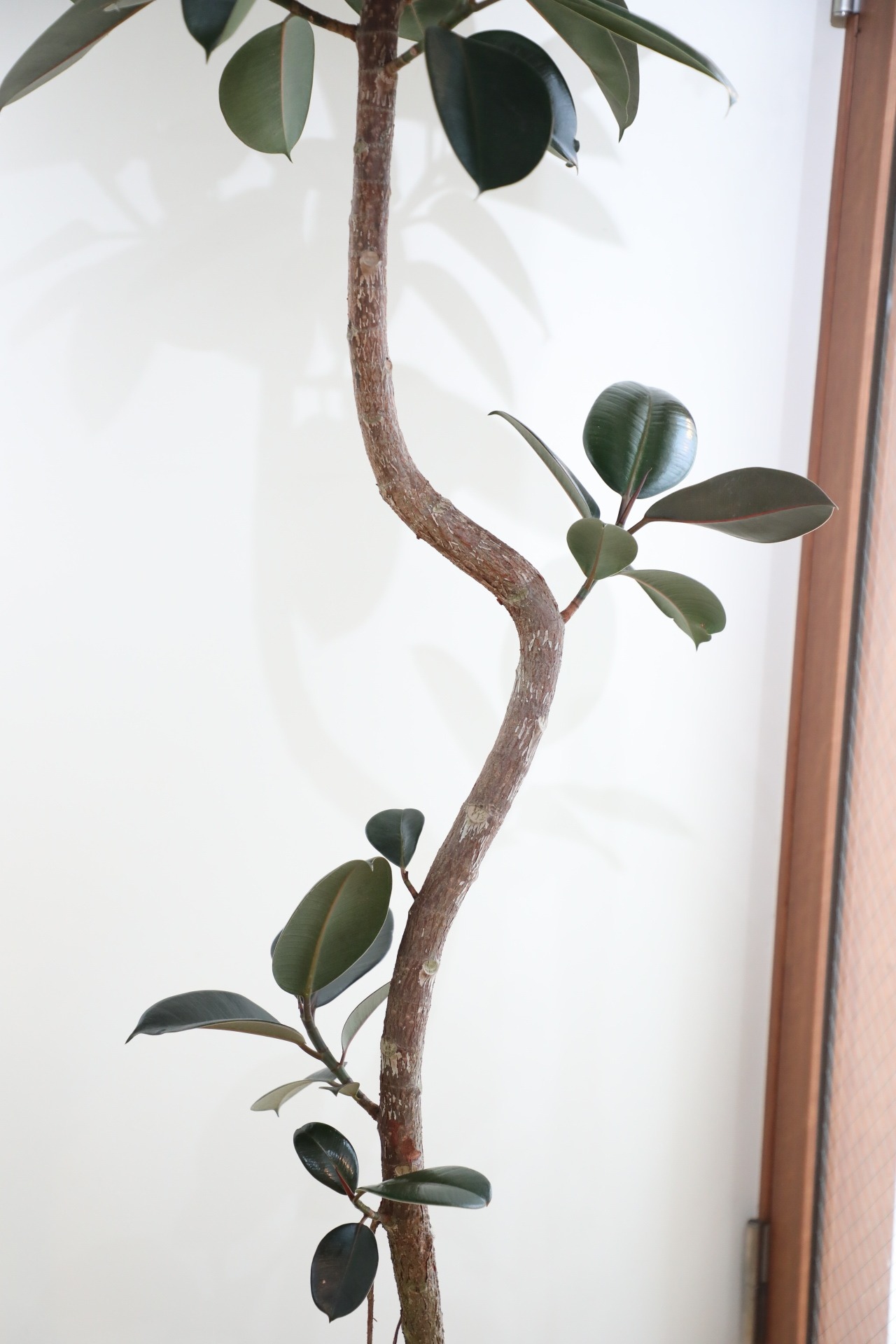 【L】【193cm】フィカス バーガンディ/Ficus　※鉢カバー別