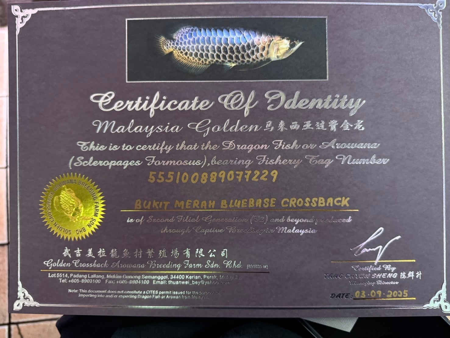 F11 アジアアロワナ 過背金龍 ブルーベース 25㎝前後 250-007361