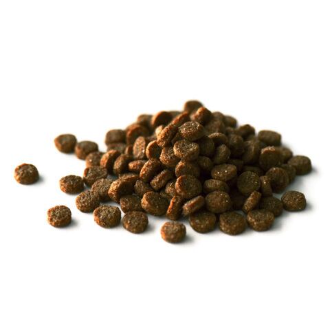  CANIN プードル ドライフード 7.5kg キアオラ ドッグフード ビーフ＆サーモン 5kg 送料無料】キアオラ