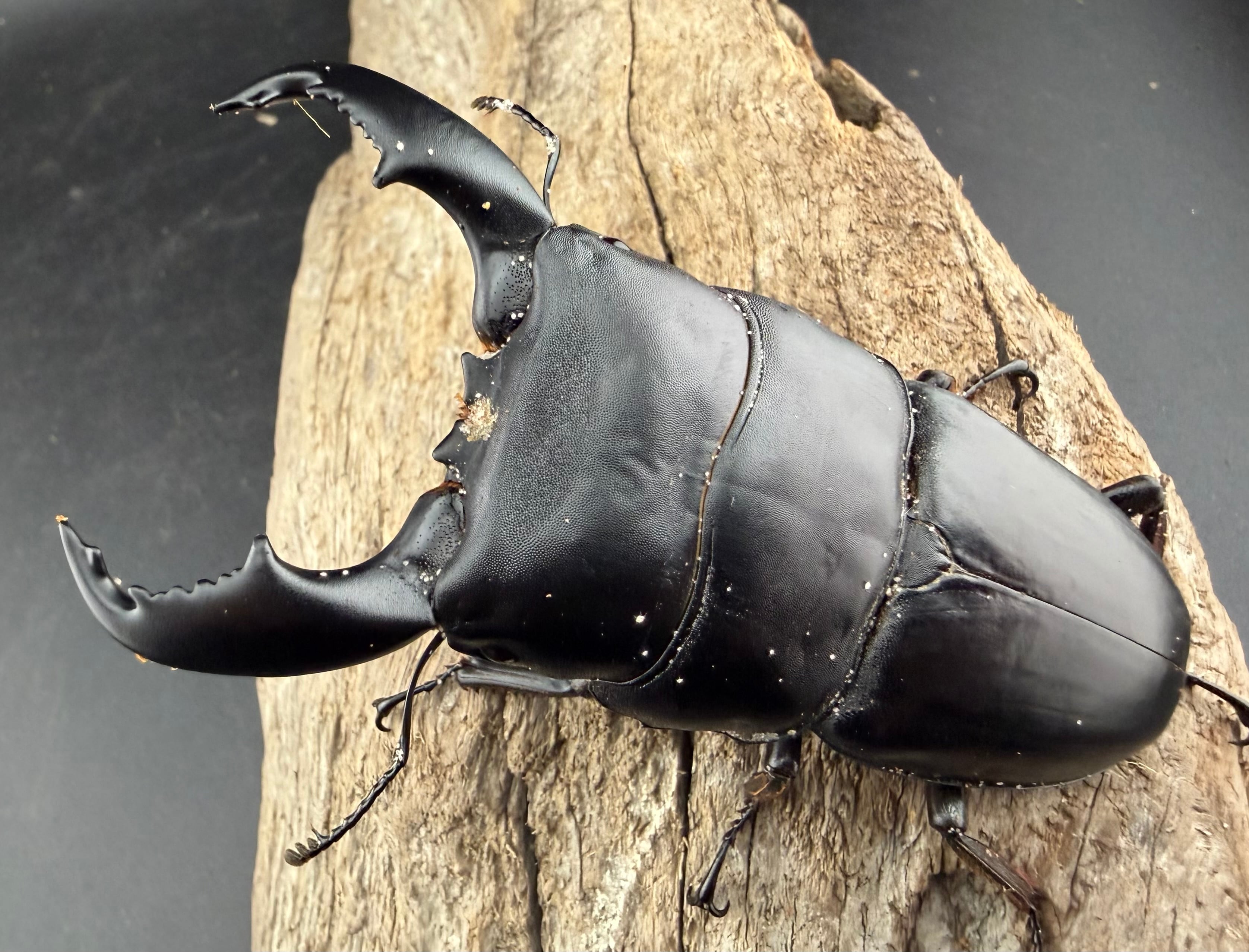 オ*ラ様 ラスト1点　激レア　美品　熊本県産　マボロシリュウグウボタル 人気セール，お得 【牛マルキン】スマトラオオヒラタ(ベンクール産