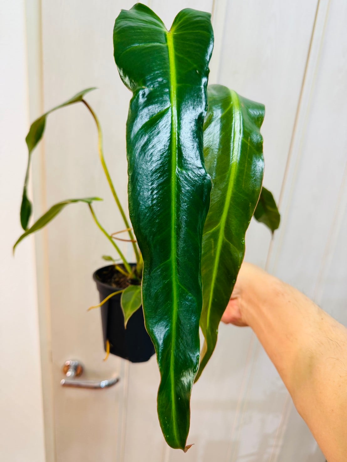 アロカシア・シャントリエリ 3.5号 | 観葉植物と雑貨のお店 VIVAGREEN