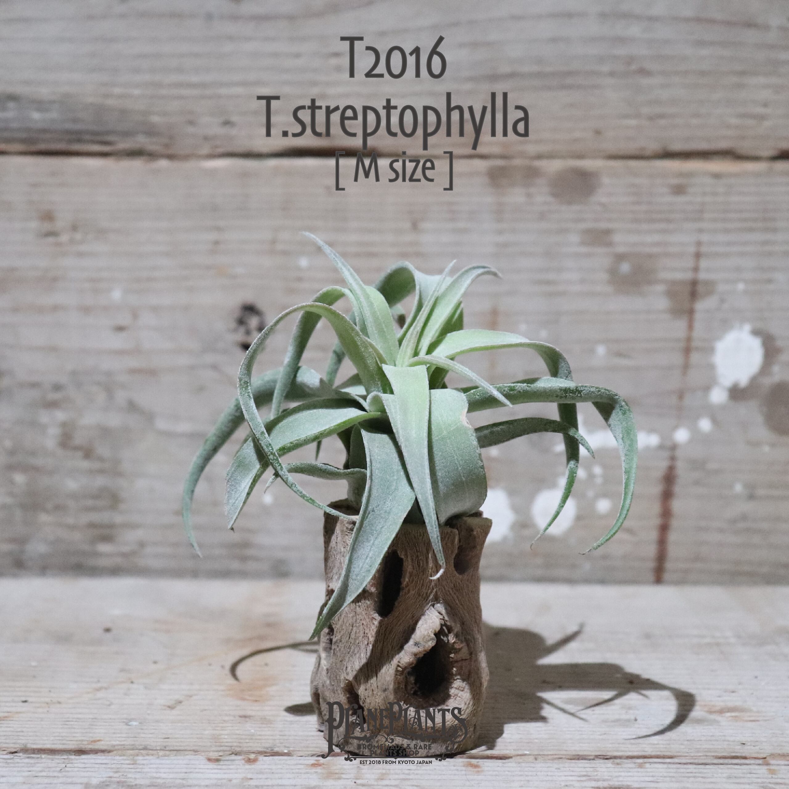 【送料無料】ストレプトフィラ M〔エアプランツ〕現品発送T2016