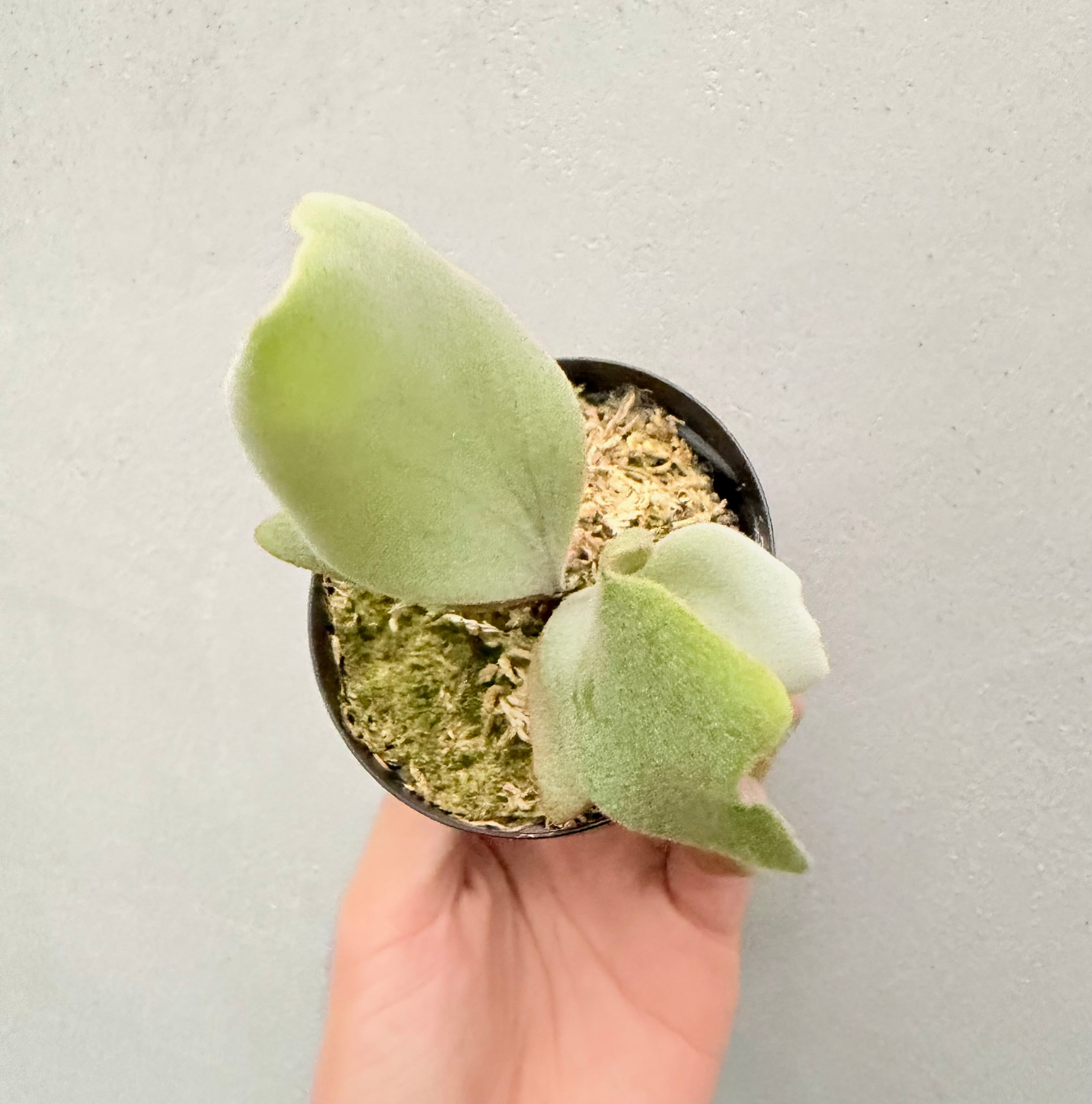 c) P. willinckii 'Bogie' x P. hillii 'Sattahip' ビカクシダ