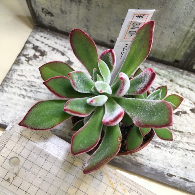ハムシー H Rupo 多肉植物専門店