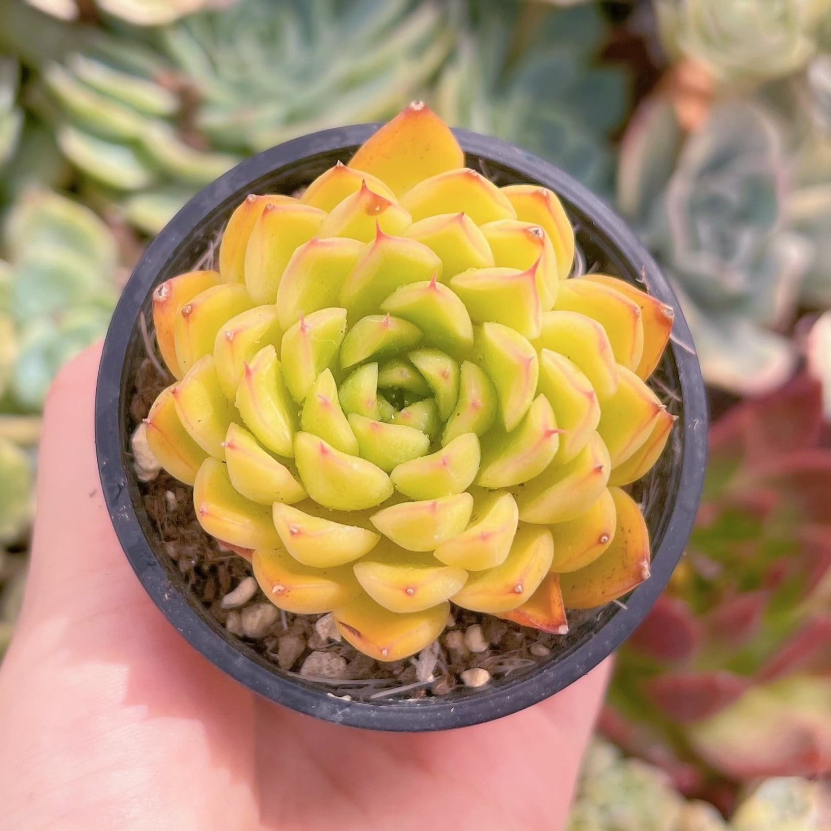 現品　閃光#F085　るる農園